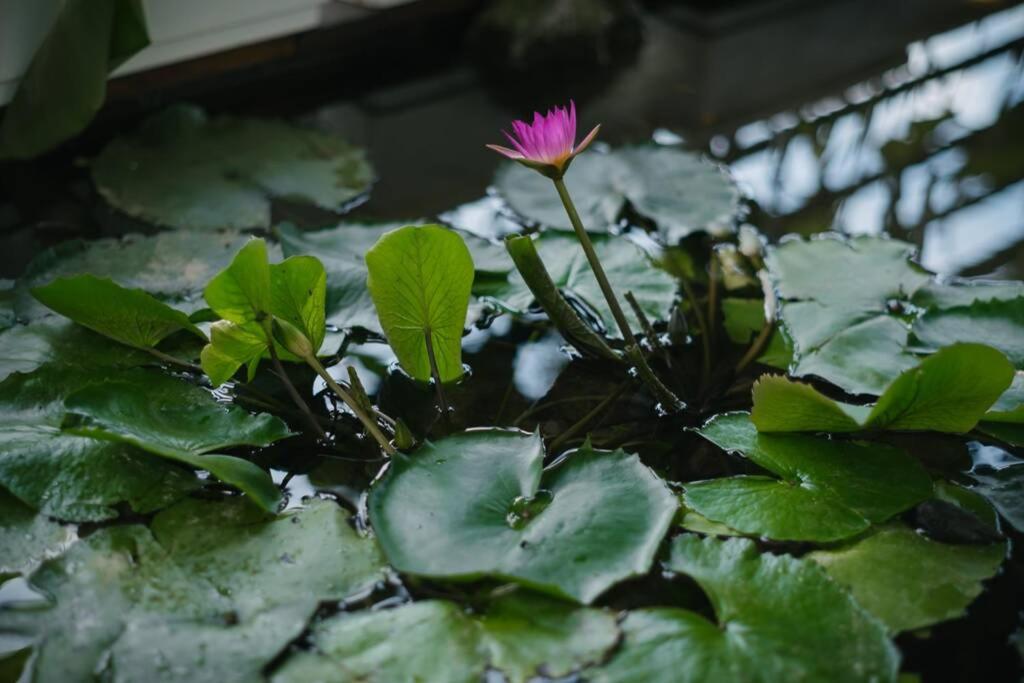 Homestay CHẤT - Pagoda View 2
