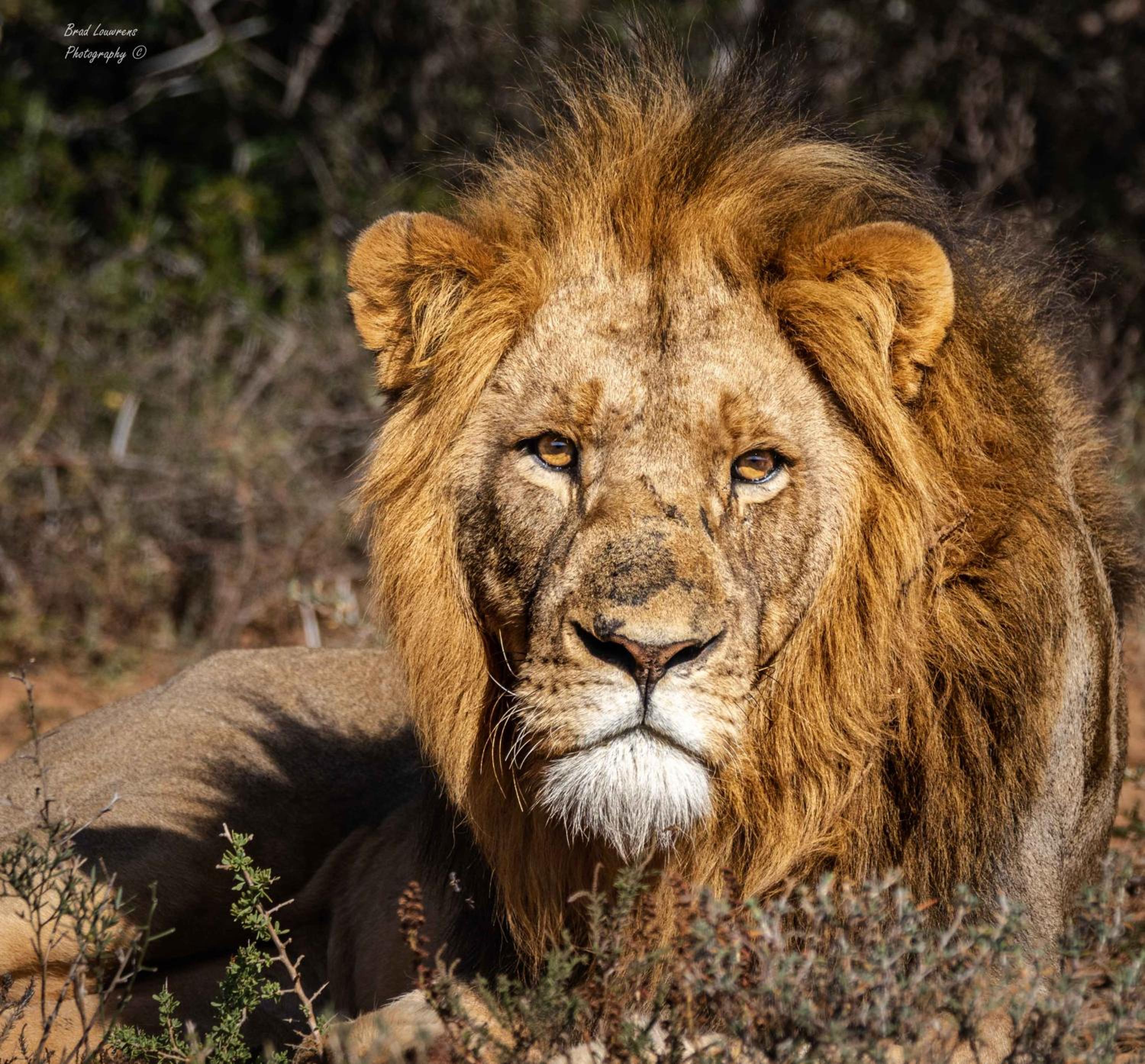 Woodbury Tented Camp – Amakhala Game Reserve