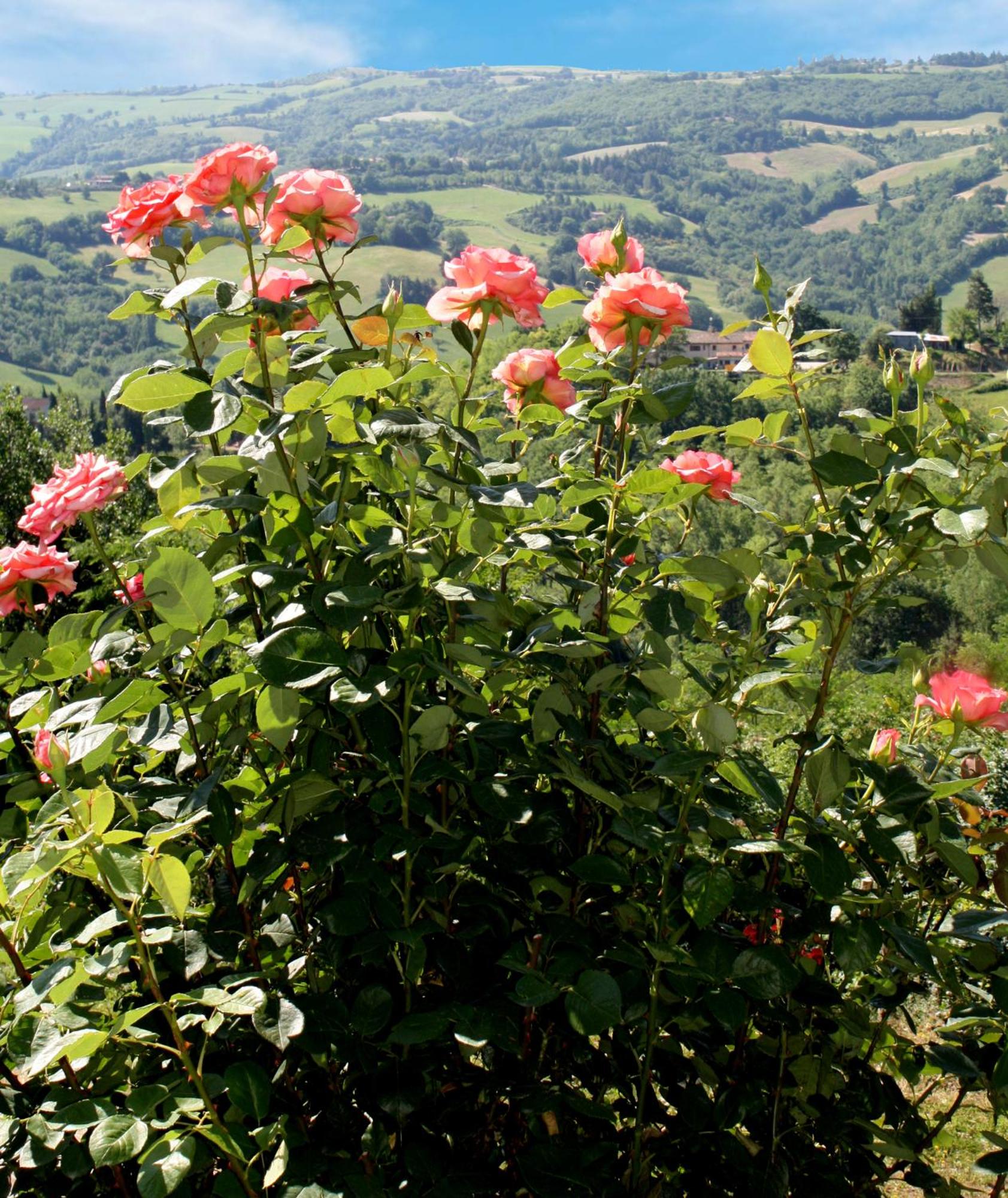 Country House Ca' Vernaccia