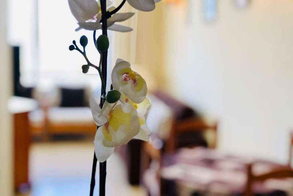 COZY APARTMENT PLAYA LAS AMERICAS