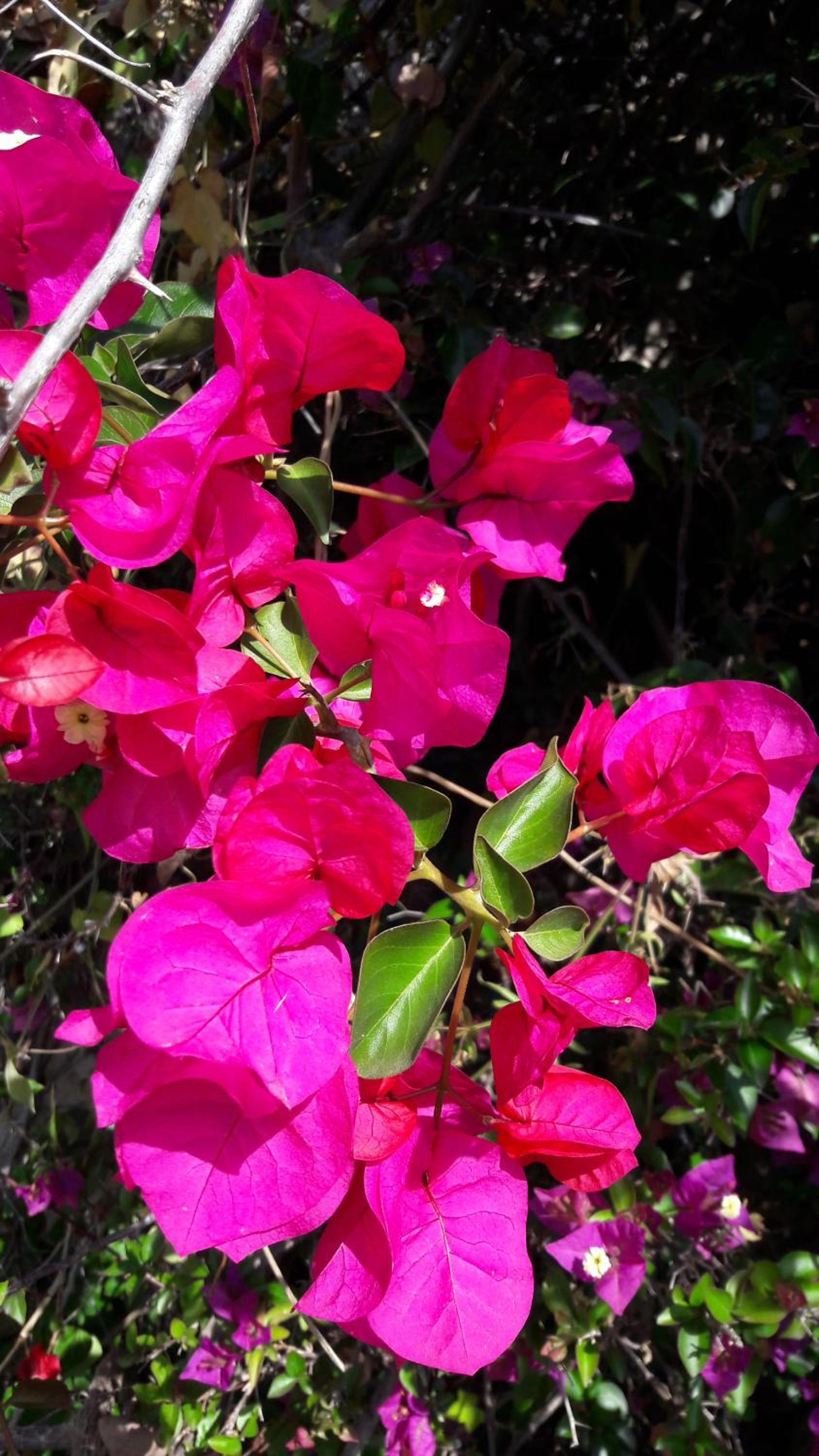 Photo 42