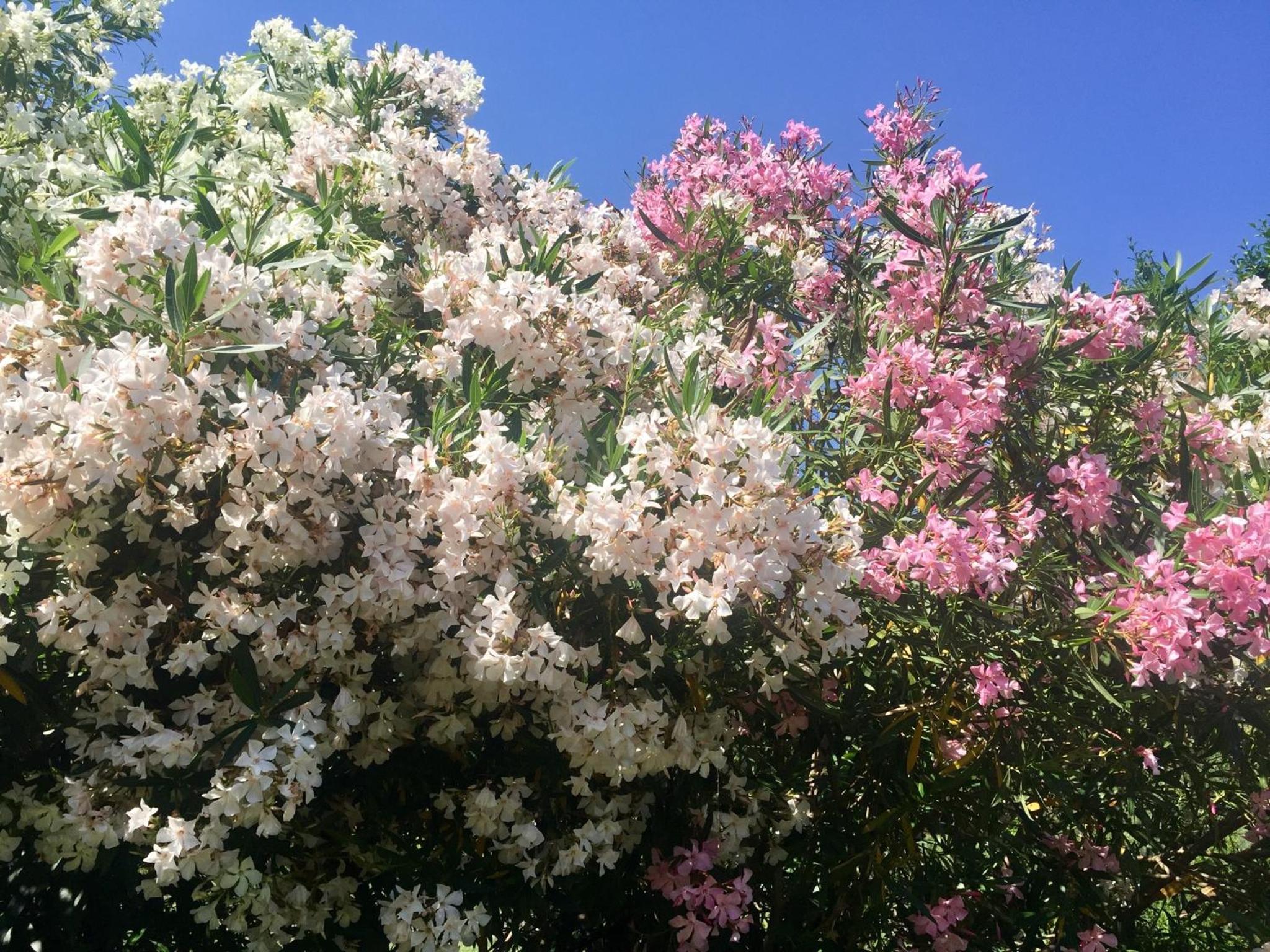 Photo 47