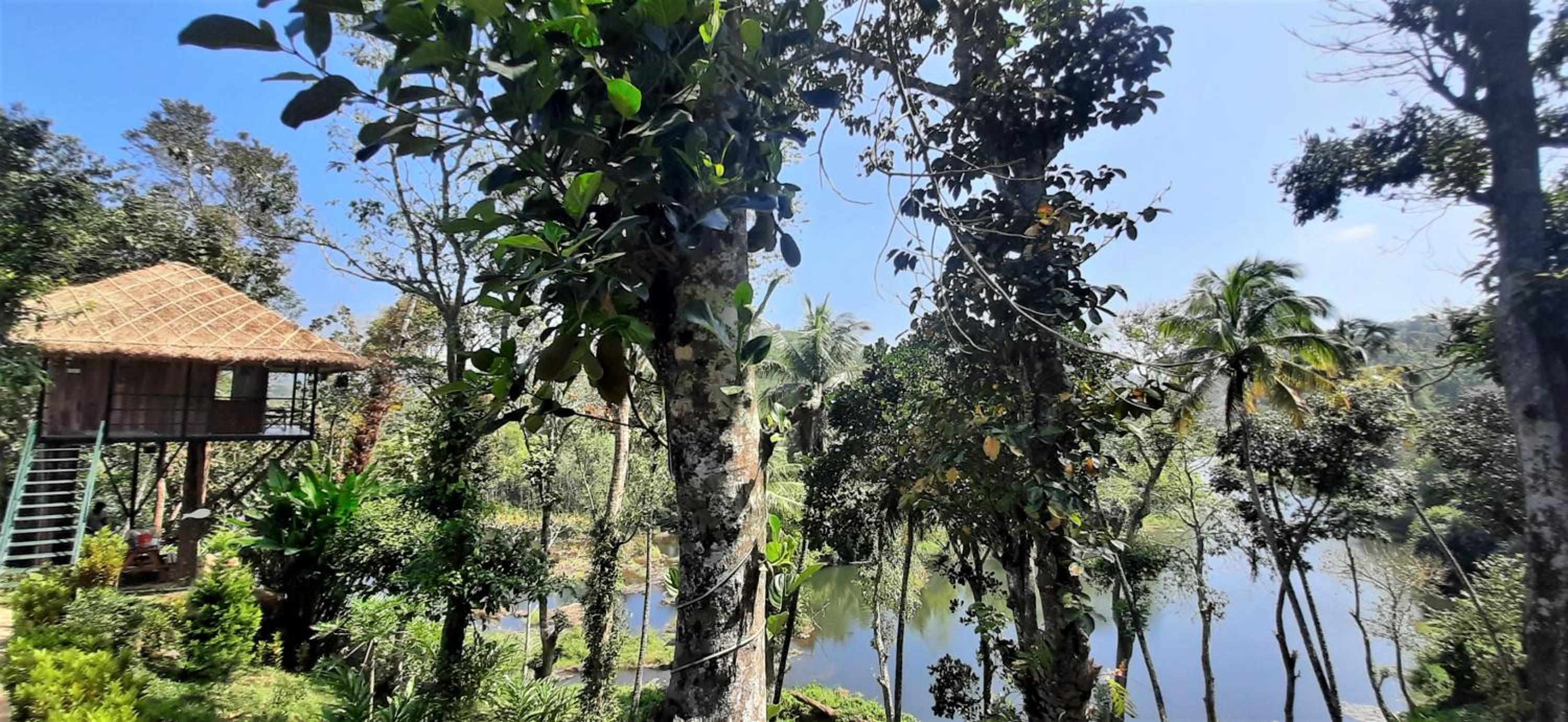 Noah's Nest Tree House view 5
