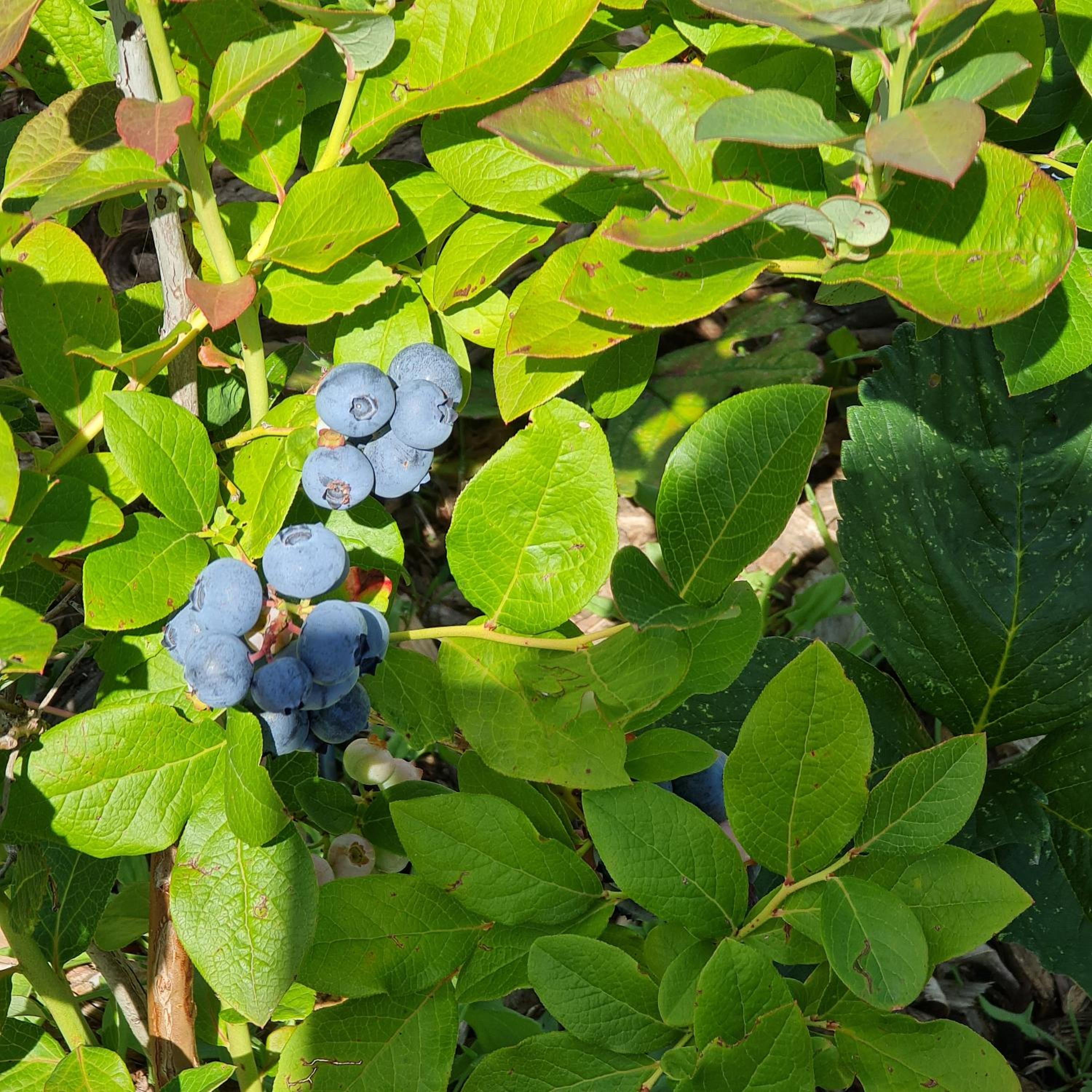 Photo 25
