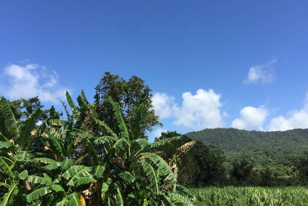 Logement en pleine verdure tropicale -10 min plage view 3