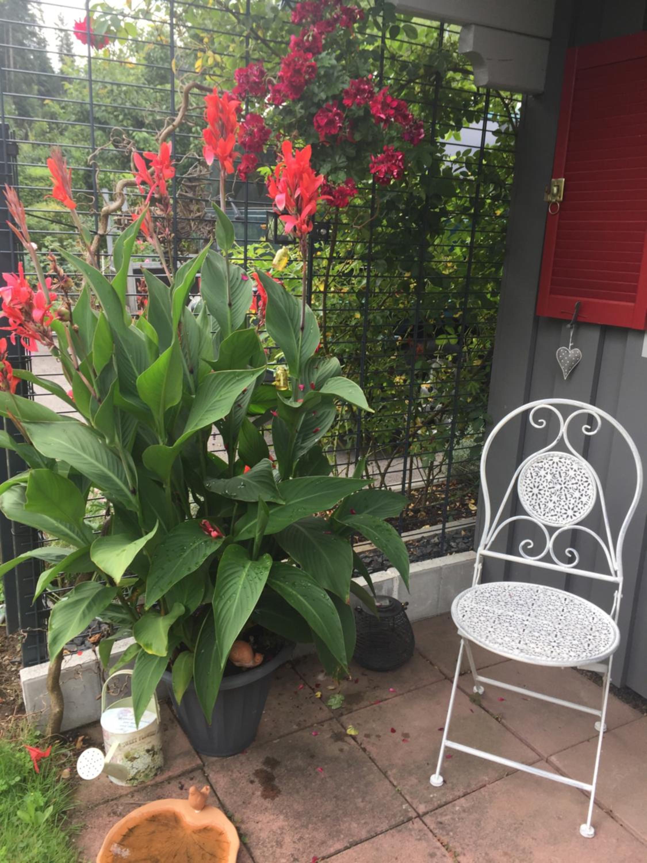 Ferienwohnung Pusteblume