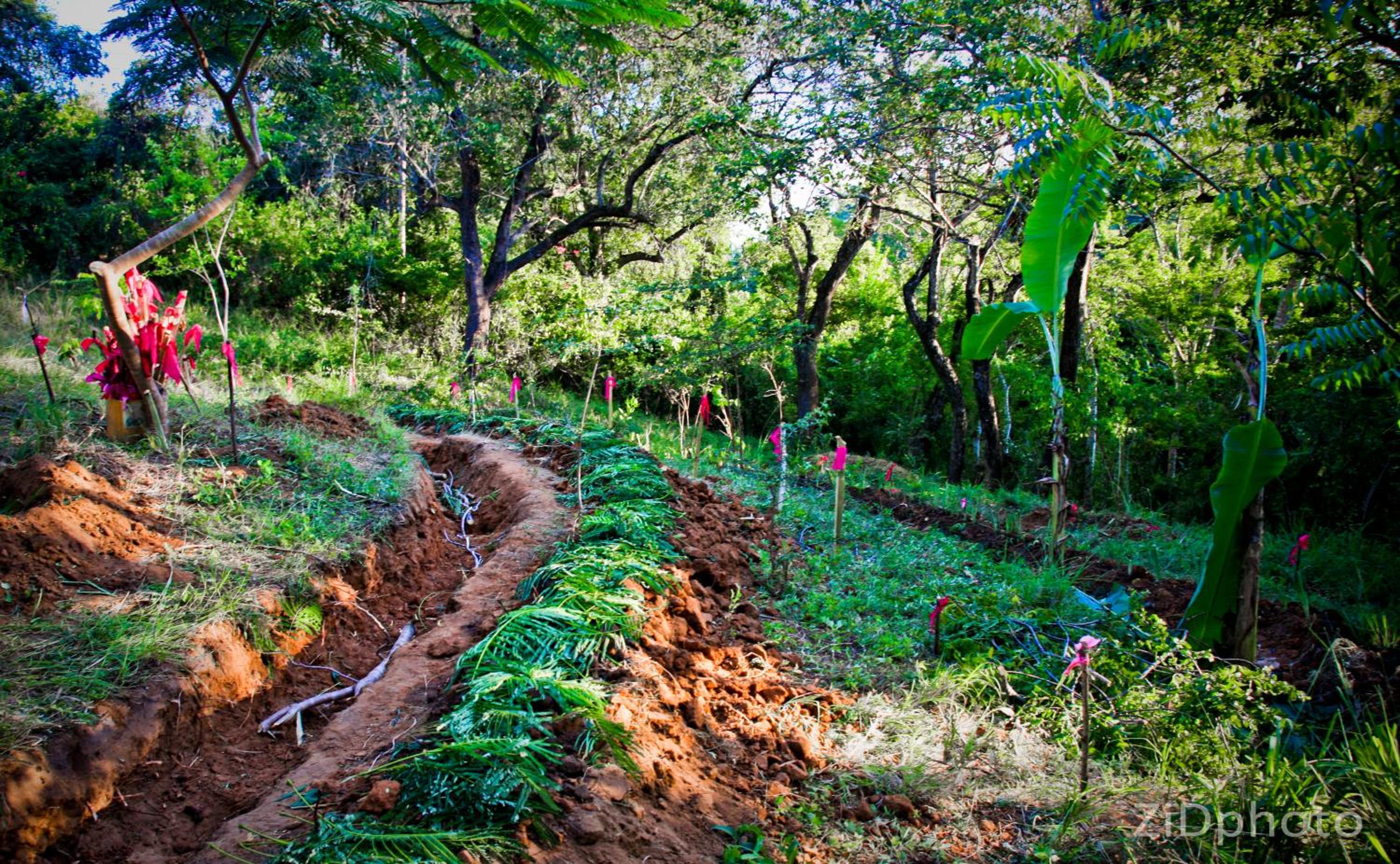 Distant Relatives Ecolodge & Backpackers