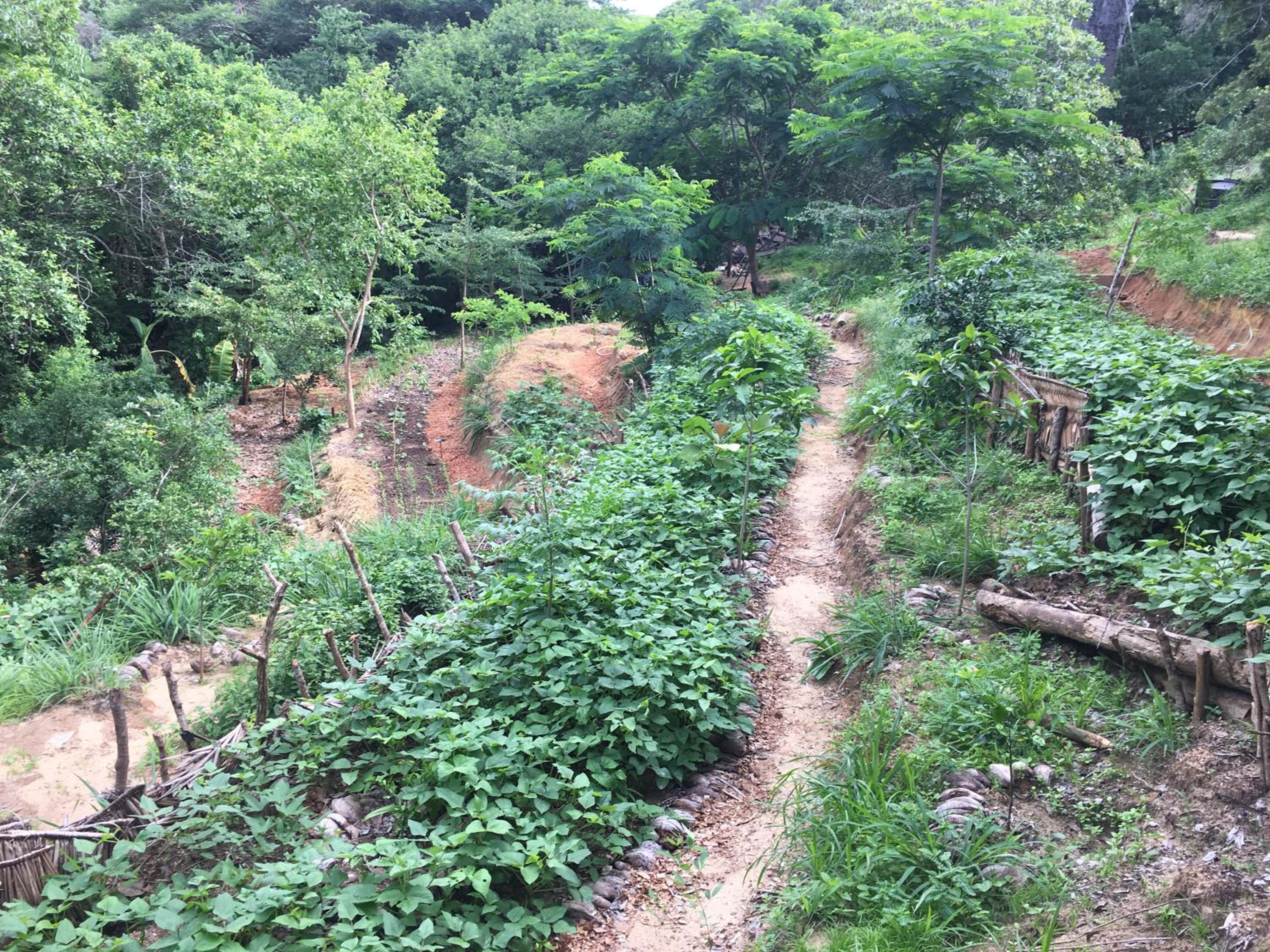 Distant Relatives Ecolodge & Backpackers