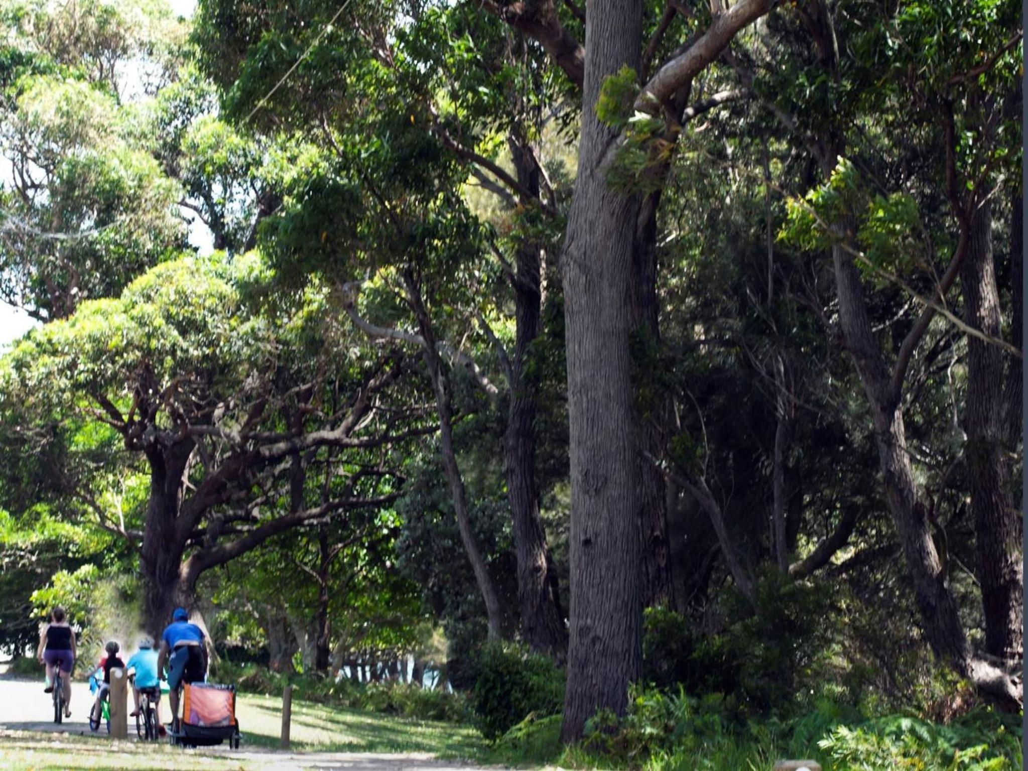 Grey Gums on Jervis Vincentia