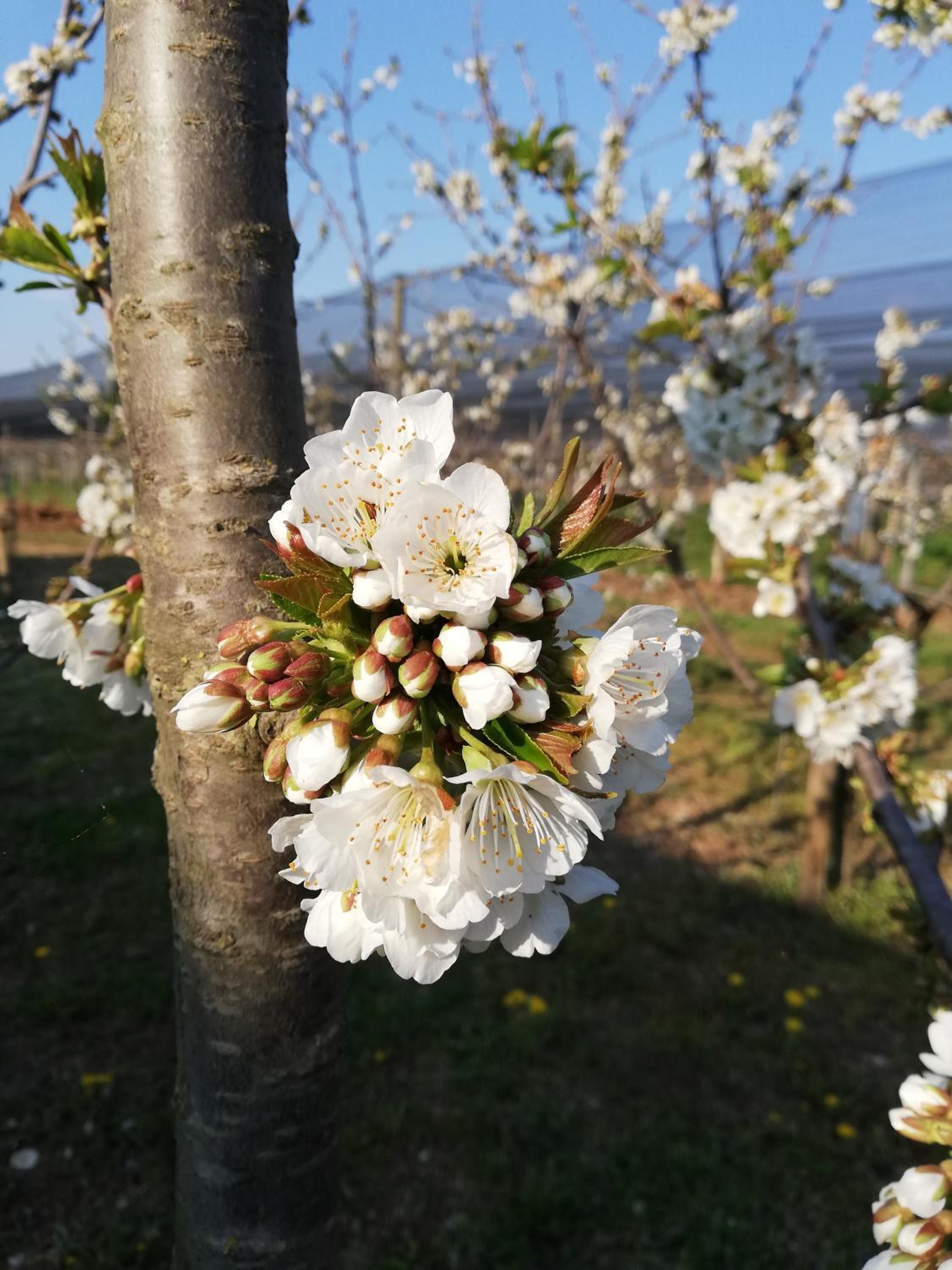Borgo D'Asolo