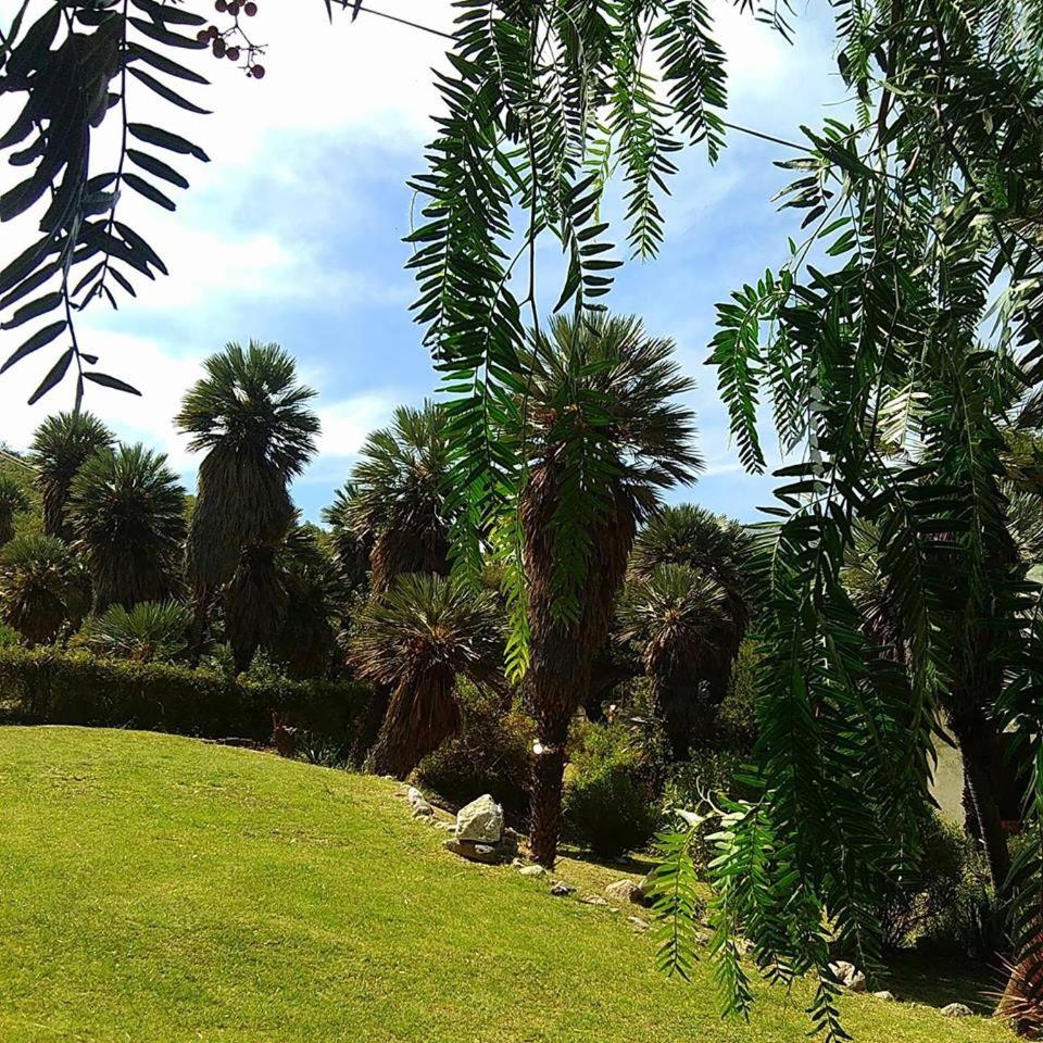 Palmares al cerro