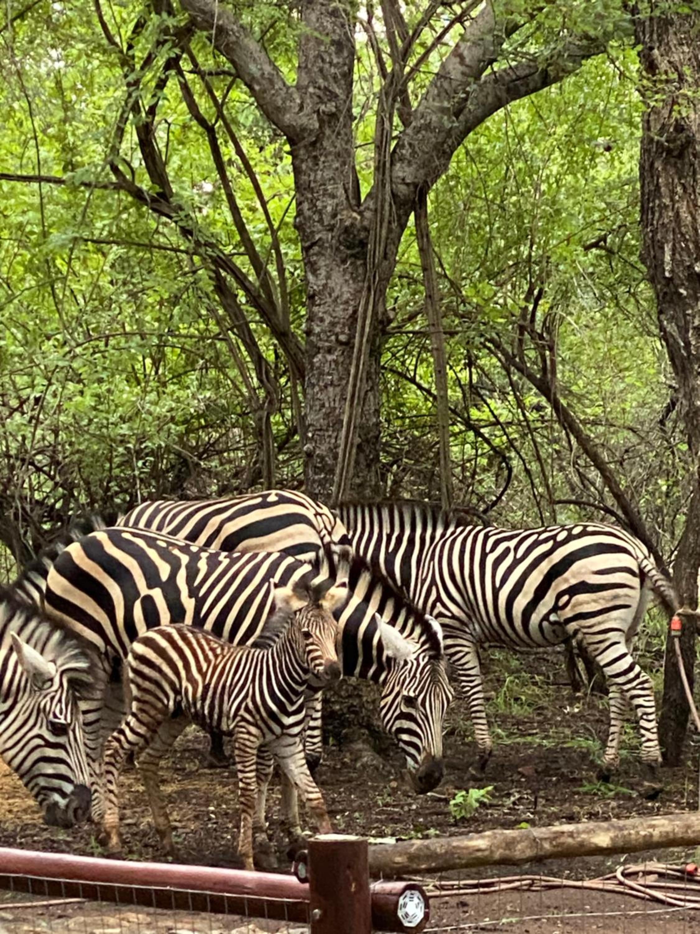 InniBos Marloth Park