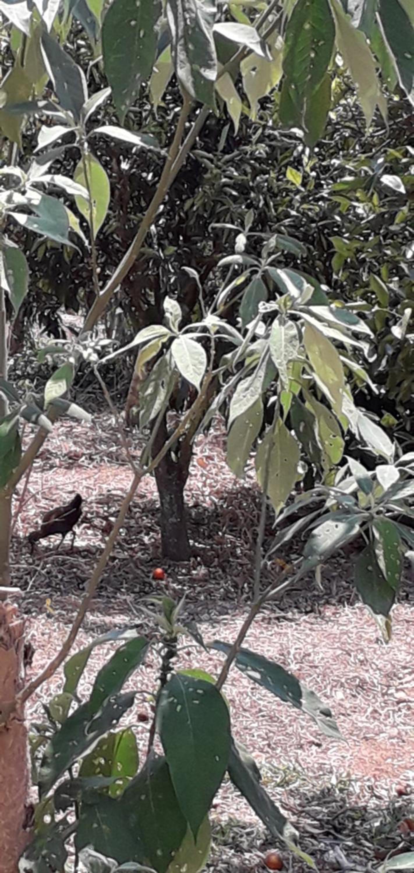 Pousada Natureza