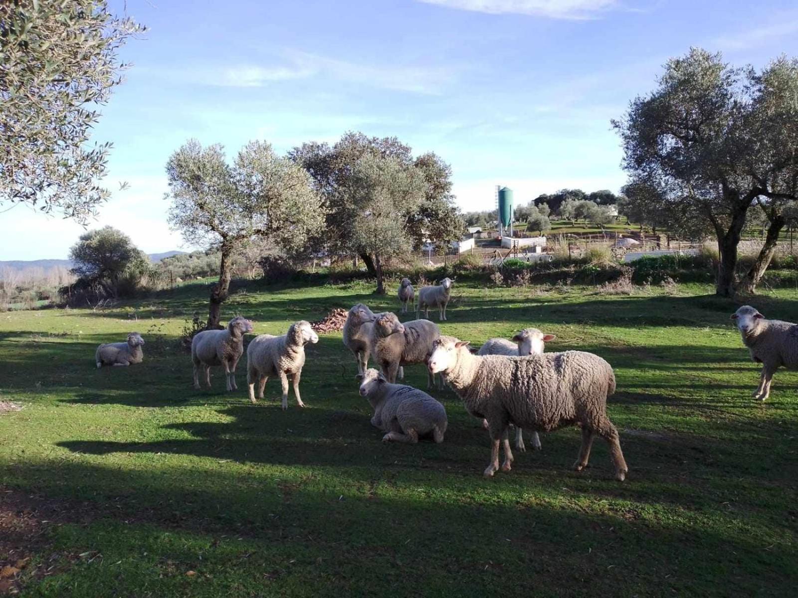 Lagar de Viña Vieja