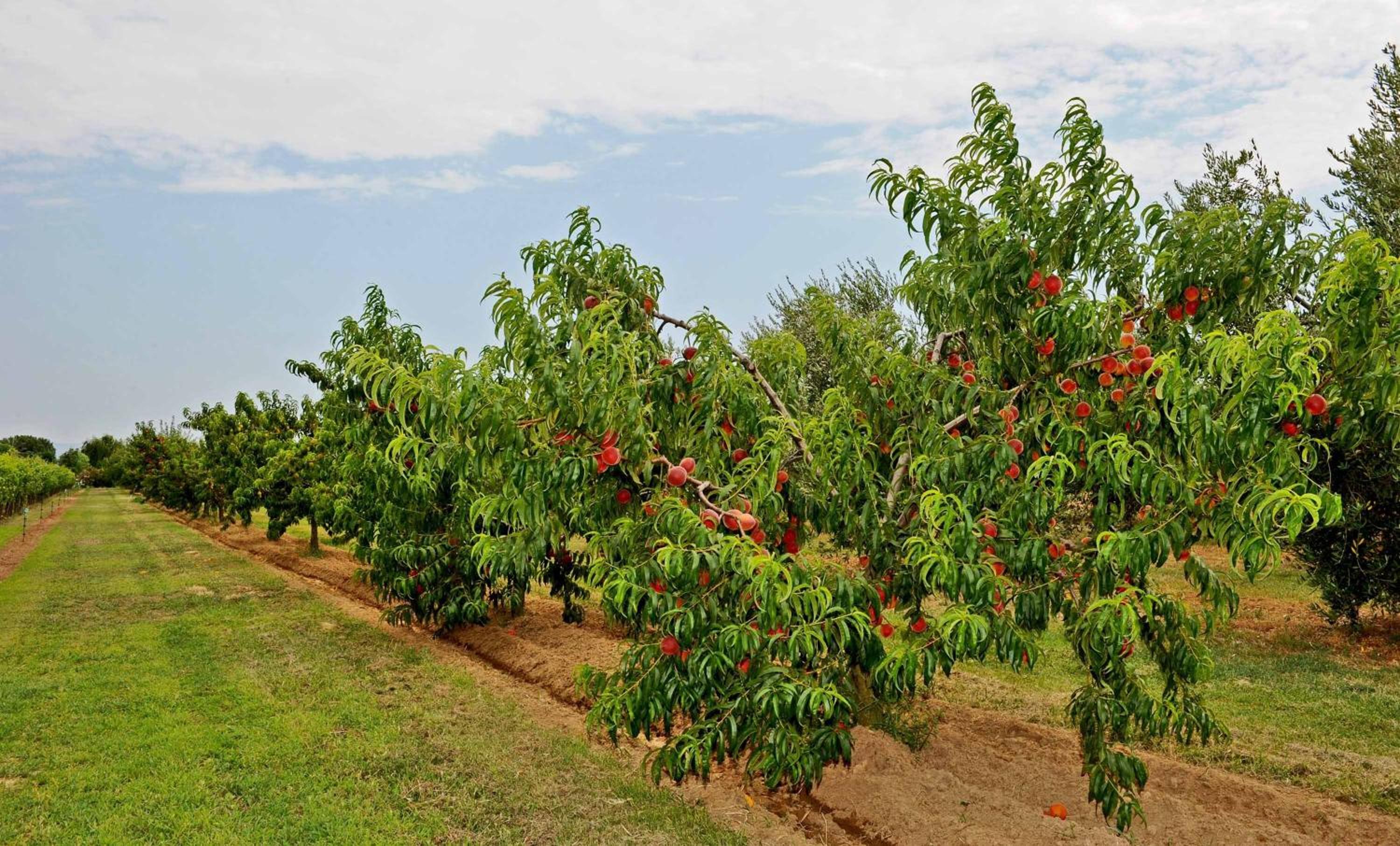 Agriturismo Bocci