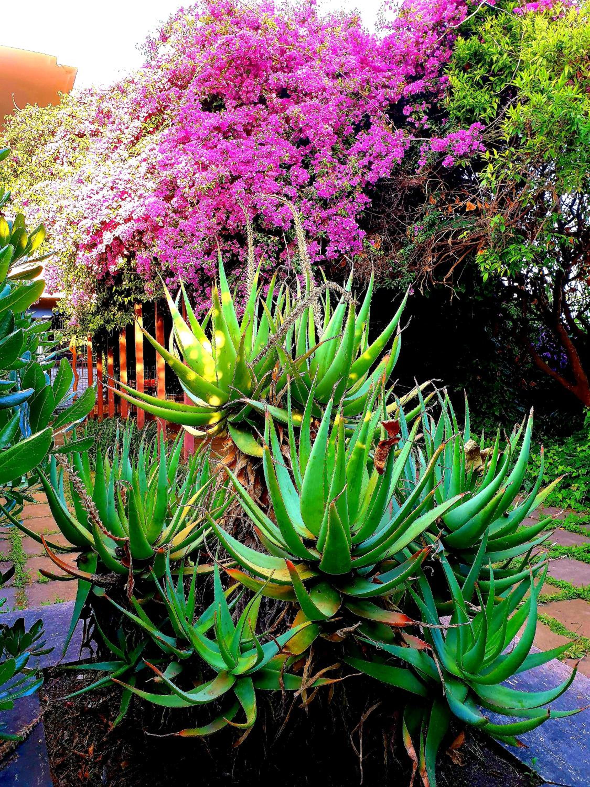 Garden House Pompei Vesuvio