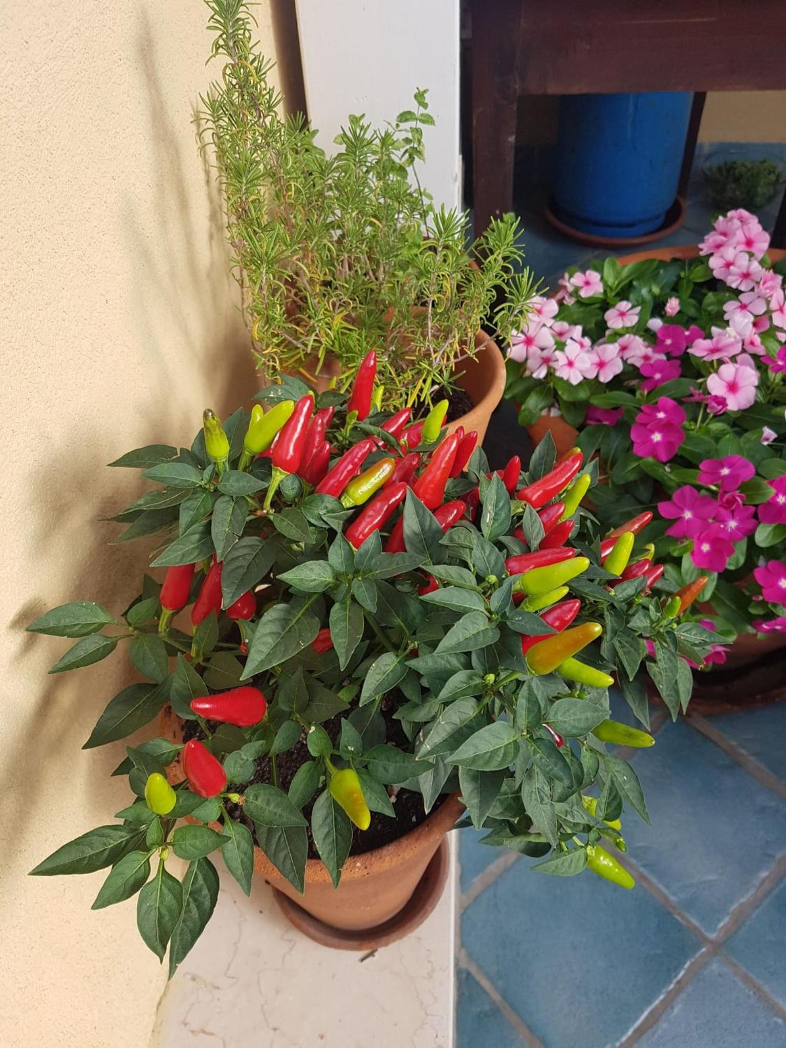 B&B Il Vicolo Di Pizzo photo 5