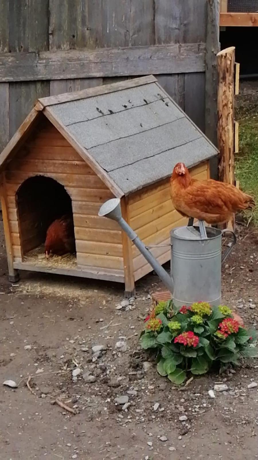 Come In