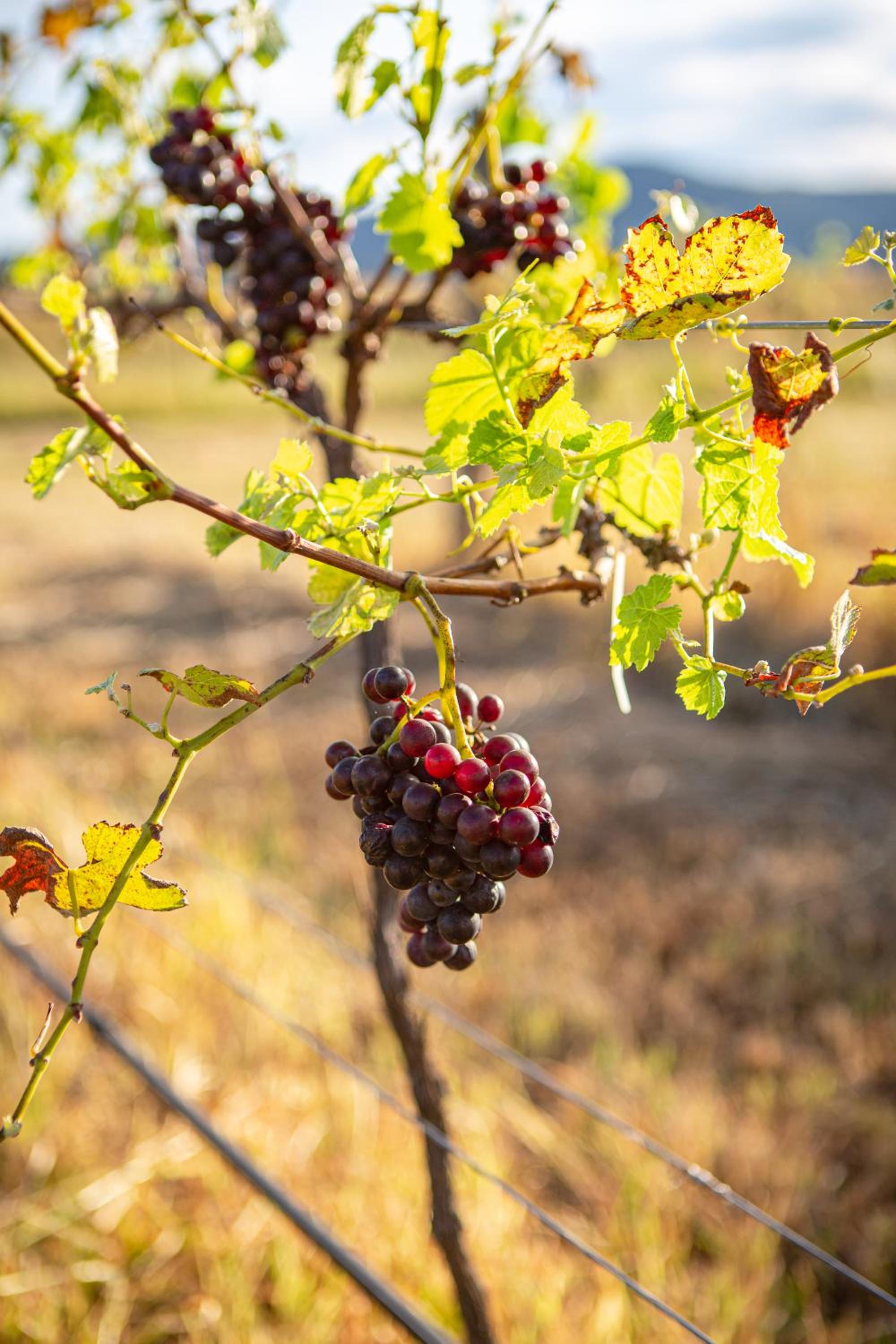 Among the Vines view 3