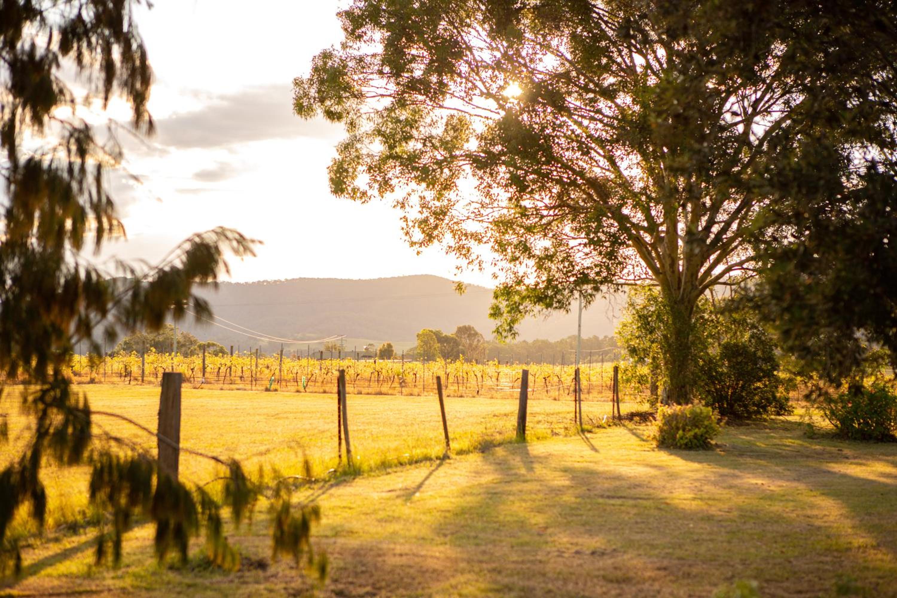 Among the Vines view 2