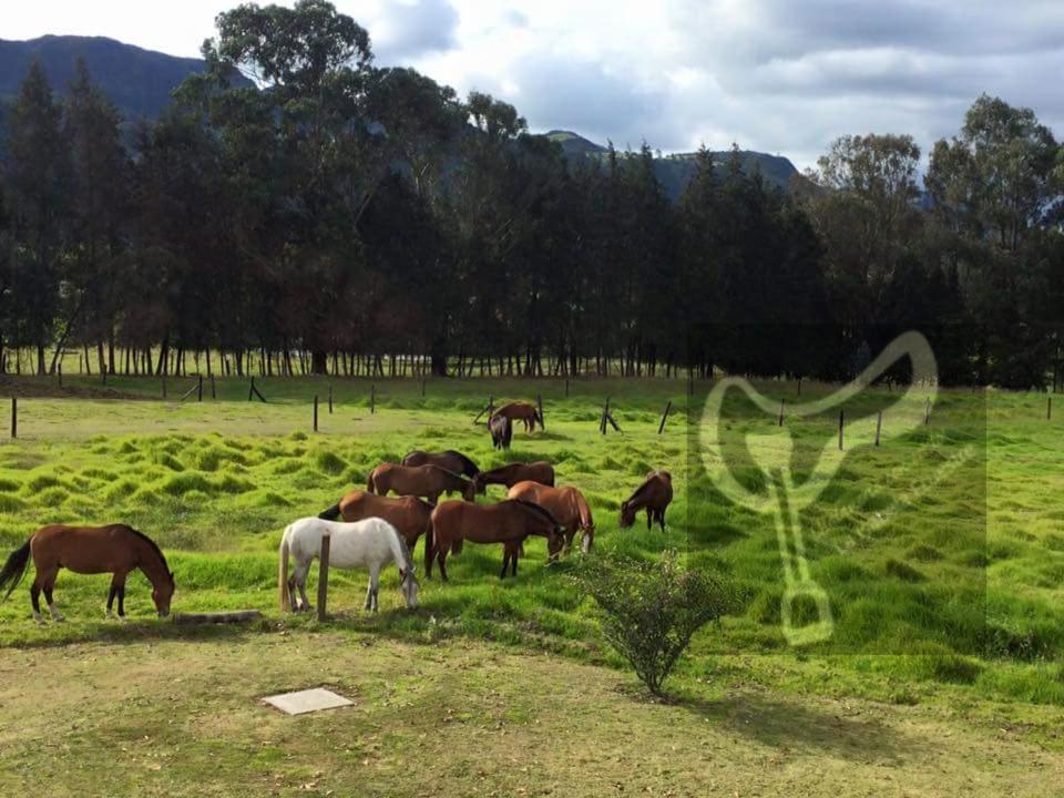 La Isabela Estancia Ecuestre