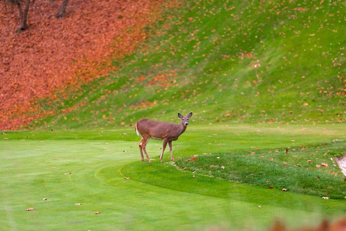 golf