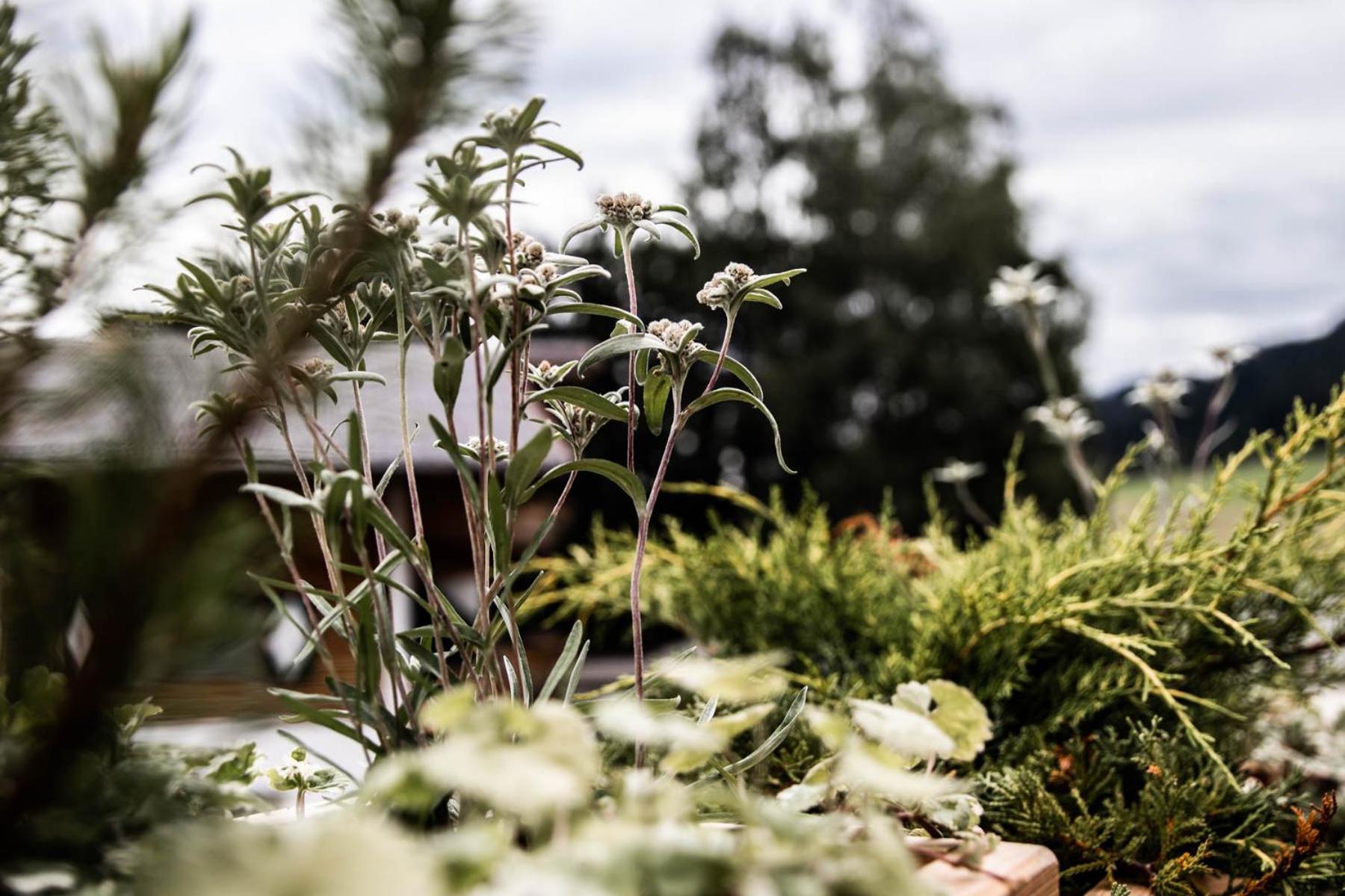 Flora - Das kleine Gartenhotel