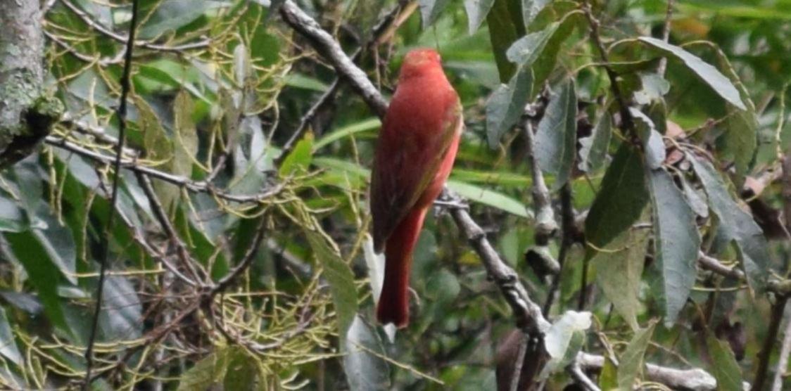 Finca Agualinda