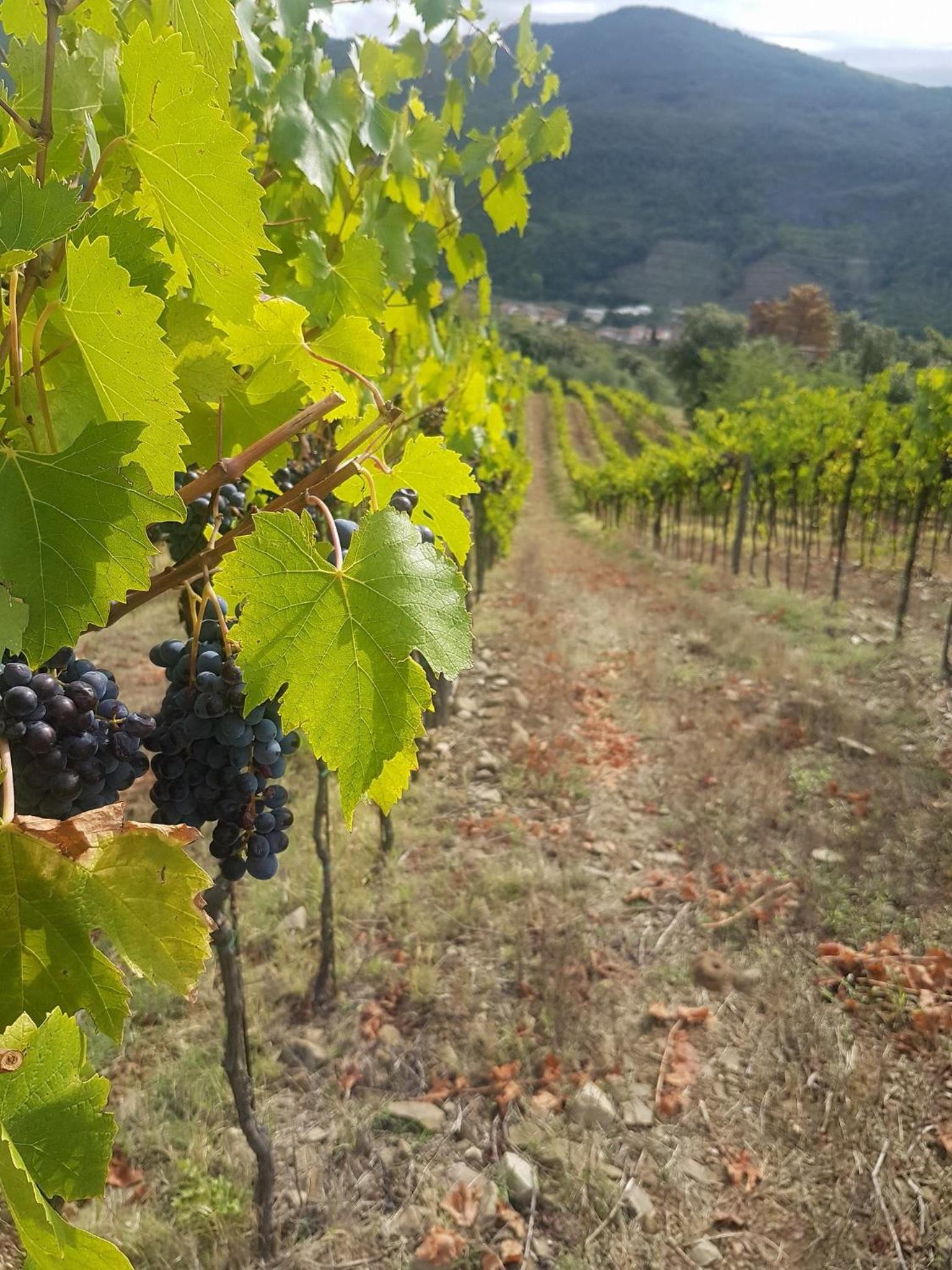 Agriturismo Il Frantoio Di Colle Alberto
