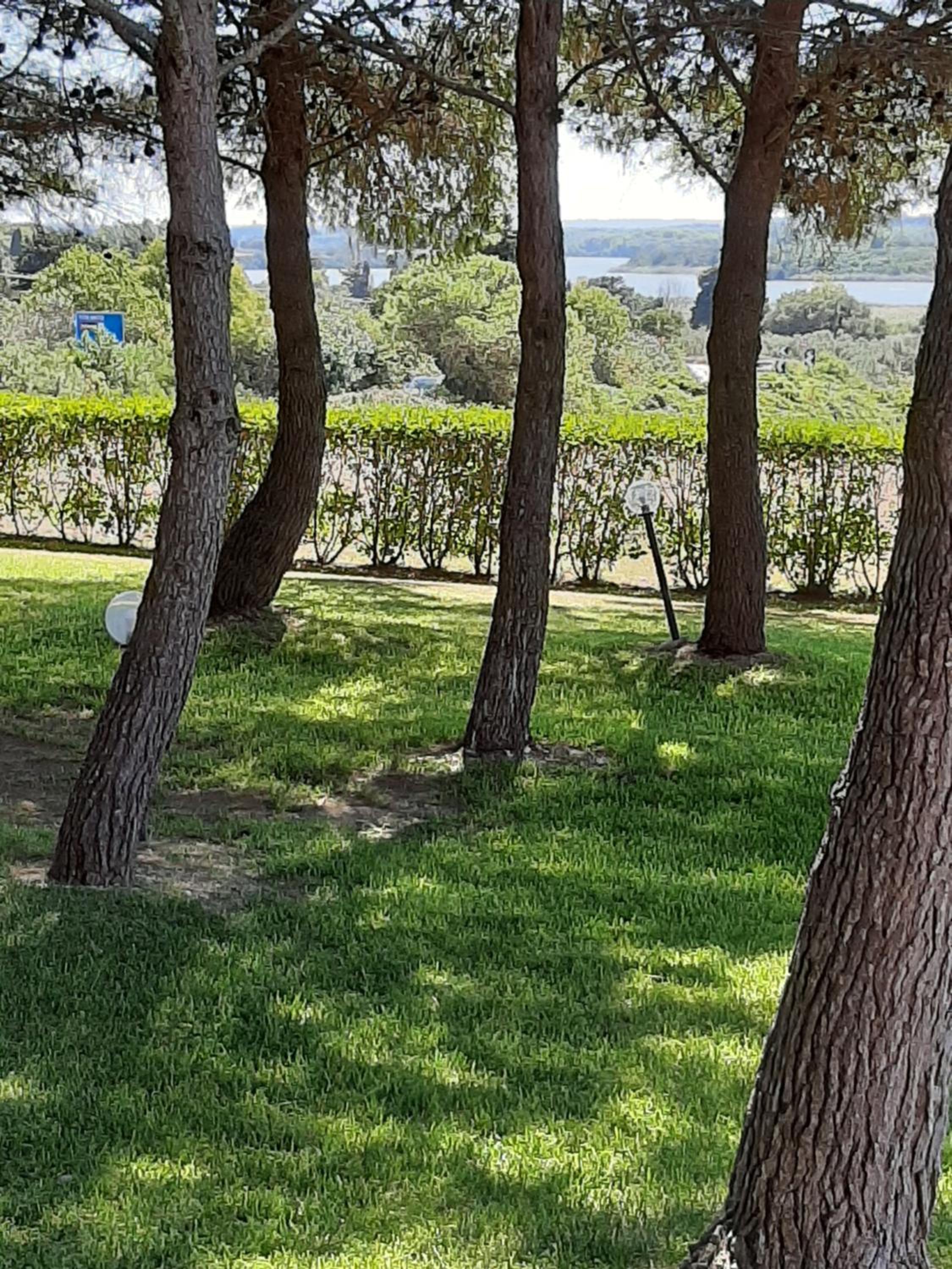 Sole del Mediterraneo