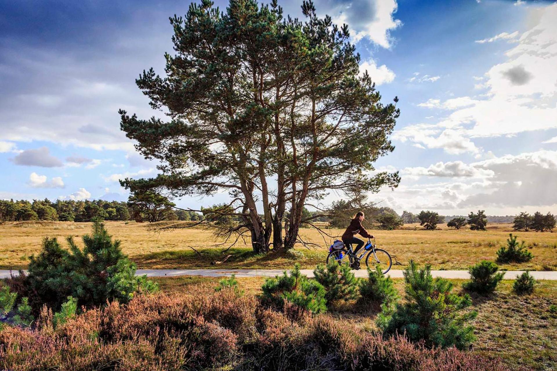 Chalet Op De Veluwe # Berk