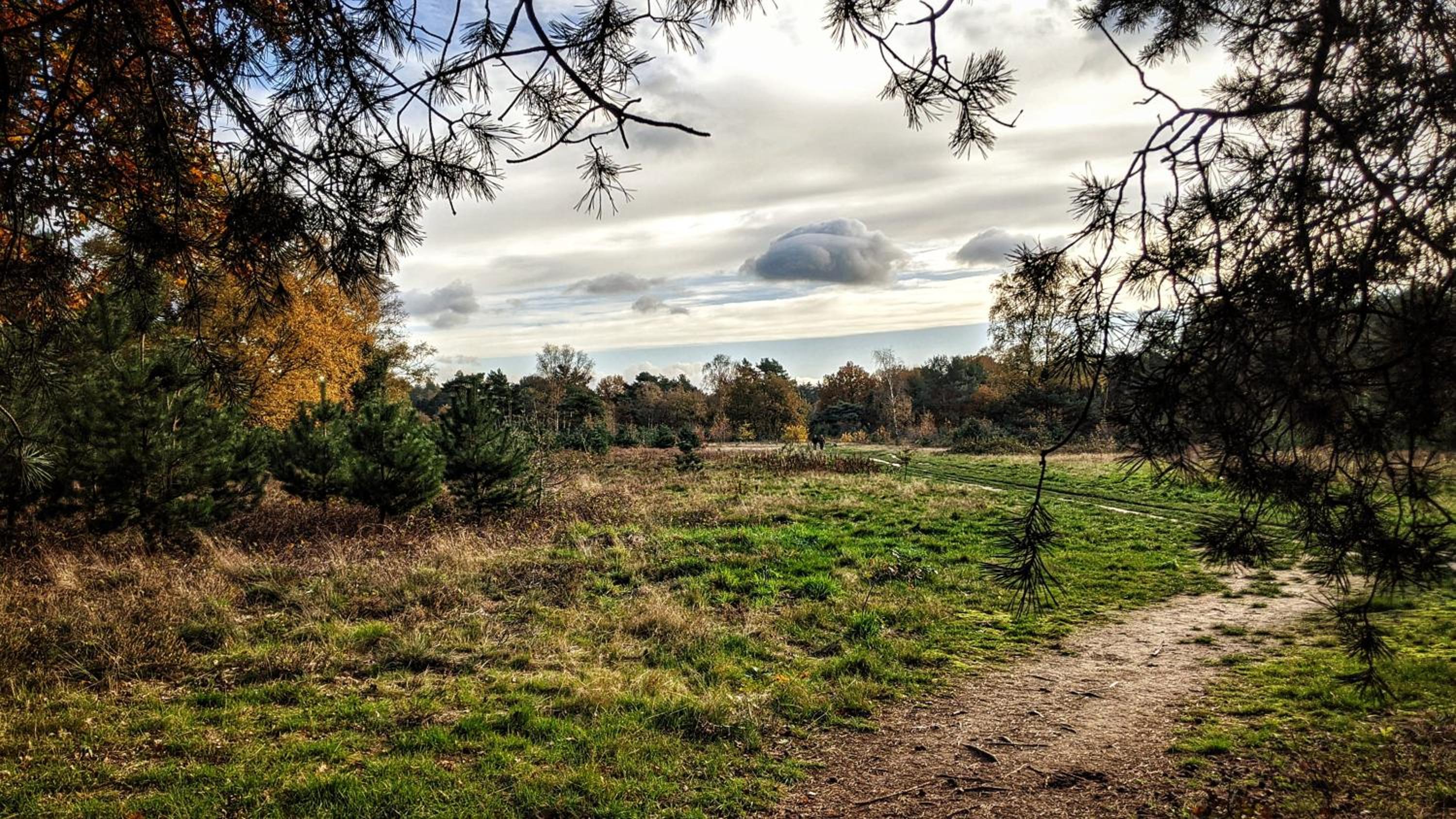 Chalet Op De Veluwe # Eiken view 5