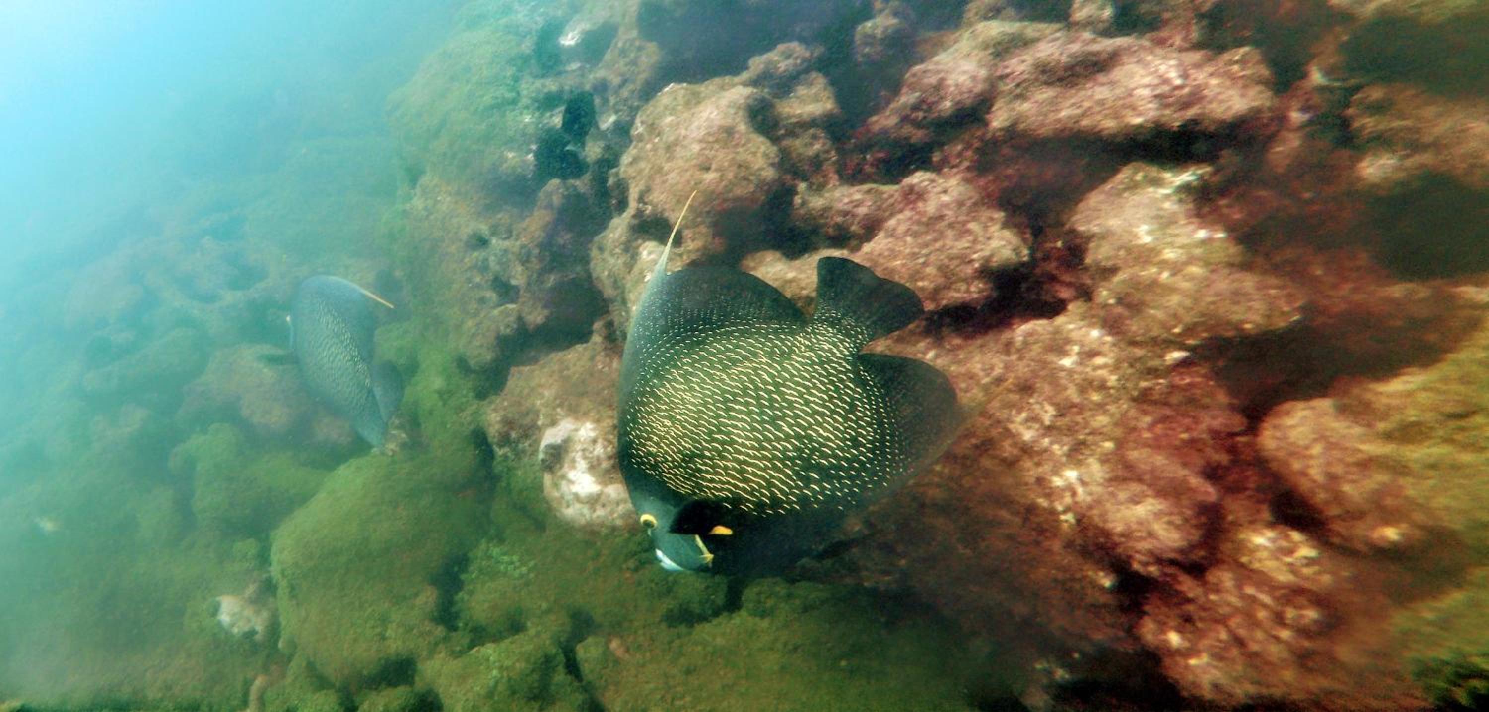 Paul's eco kitnets da praia & Nemo dive, centro de mergulho