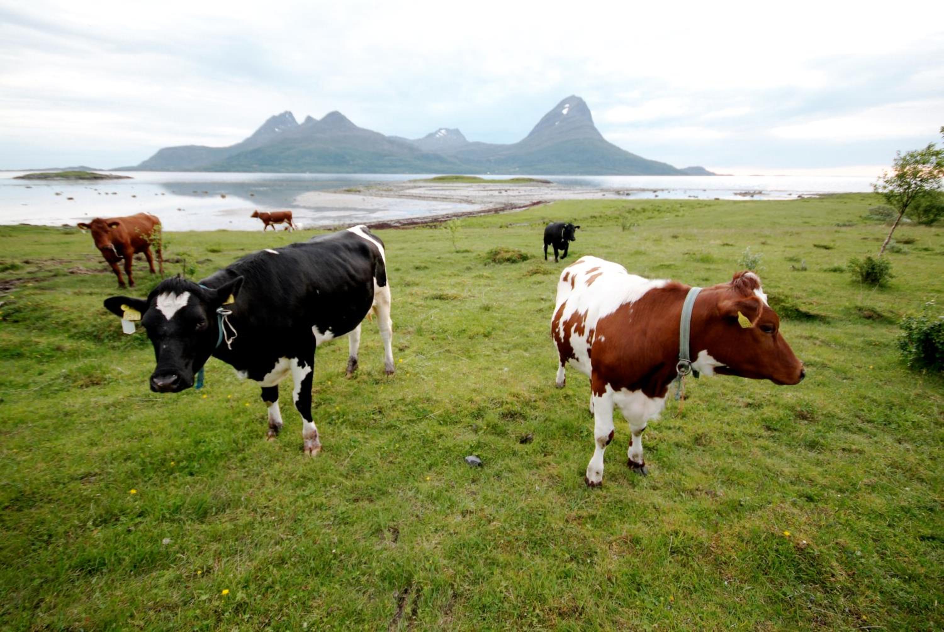 Topcamp Havblikk - Helgeland