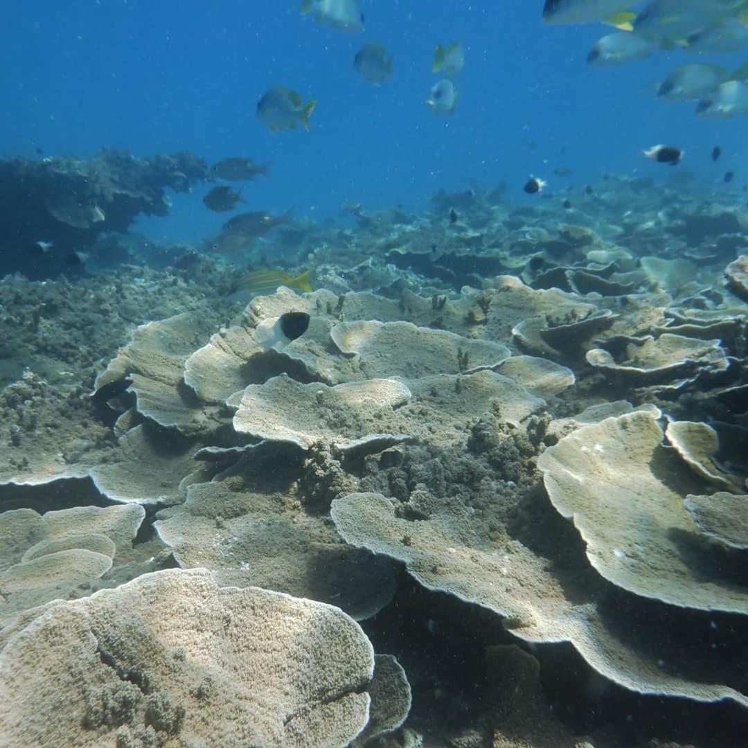 Wasini Raha Snorkeling and Diving view 3