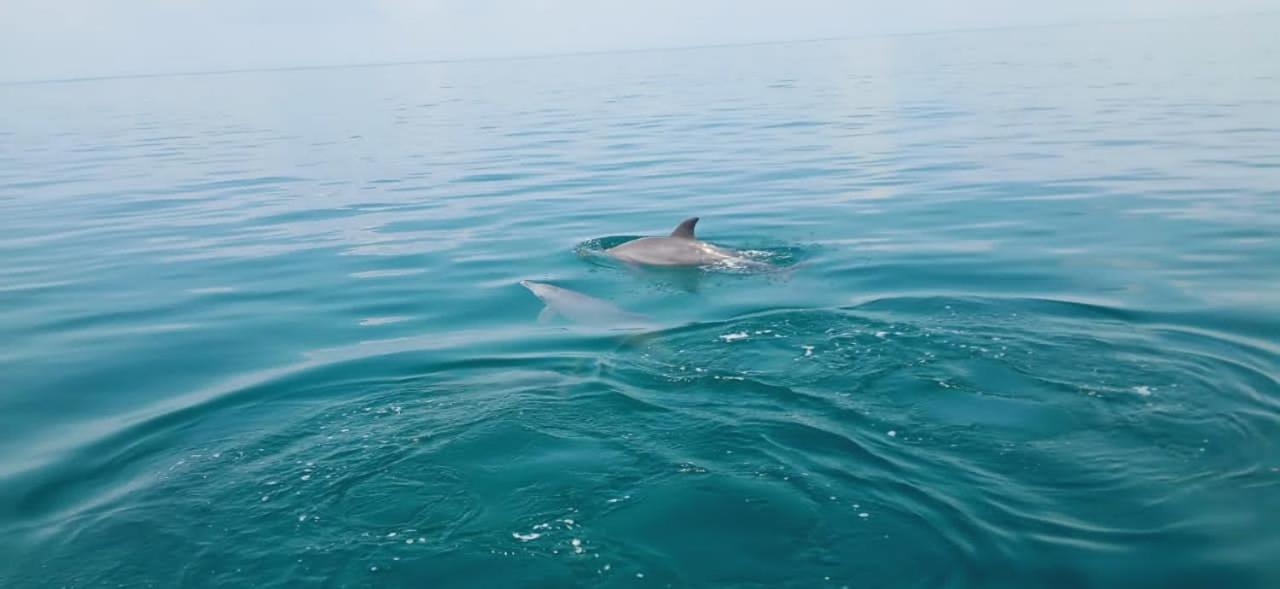 Wasini Raha Snorkeling and Diving view 5
