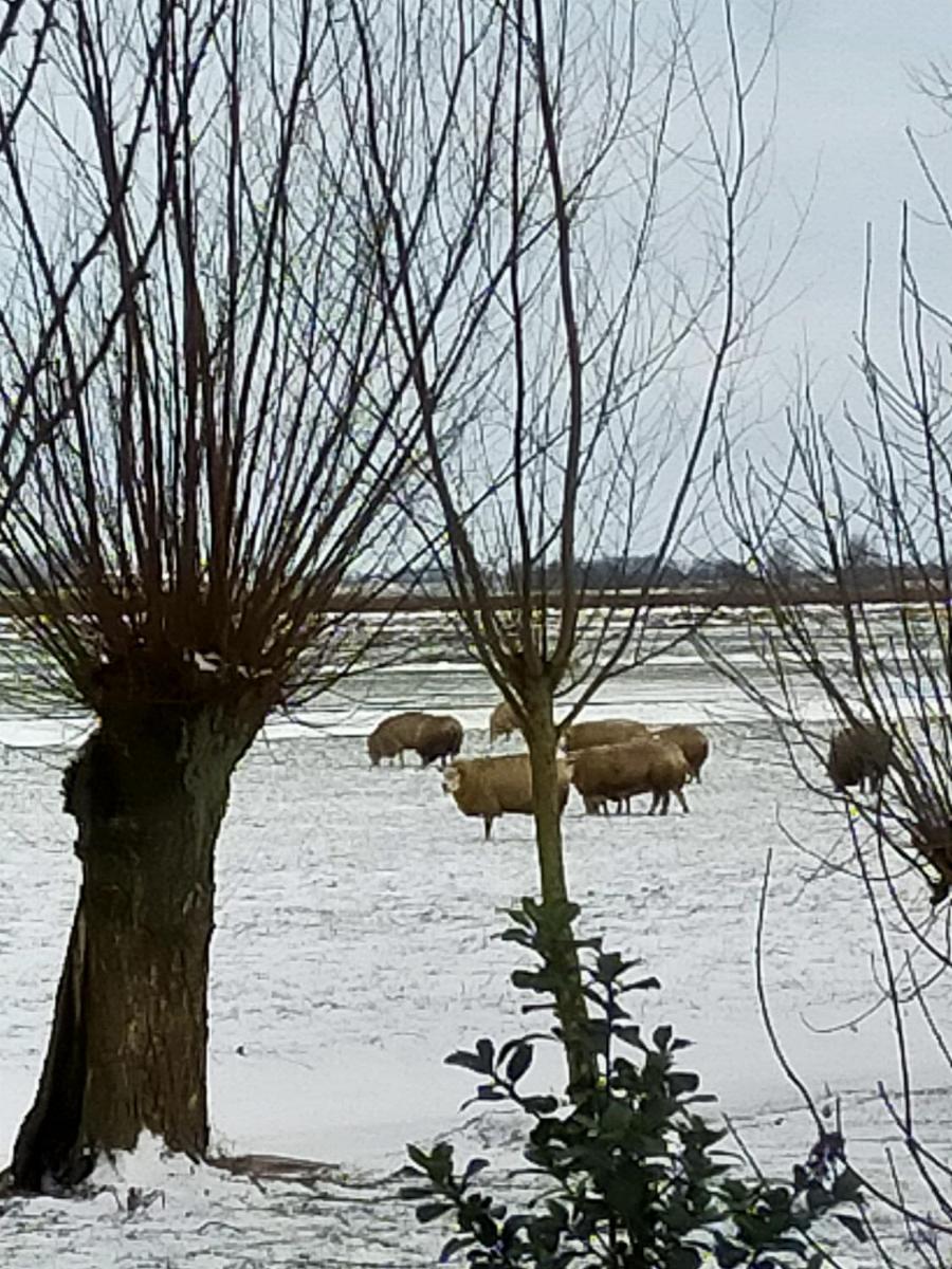 Het Kraaienbosch