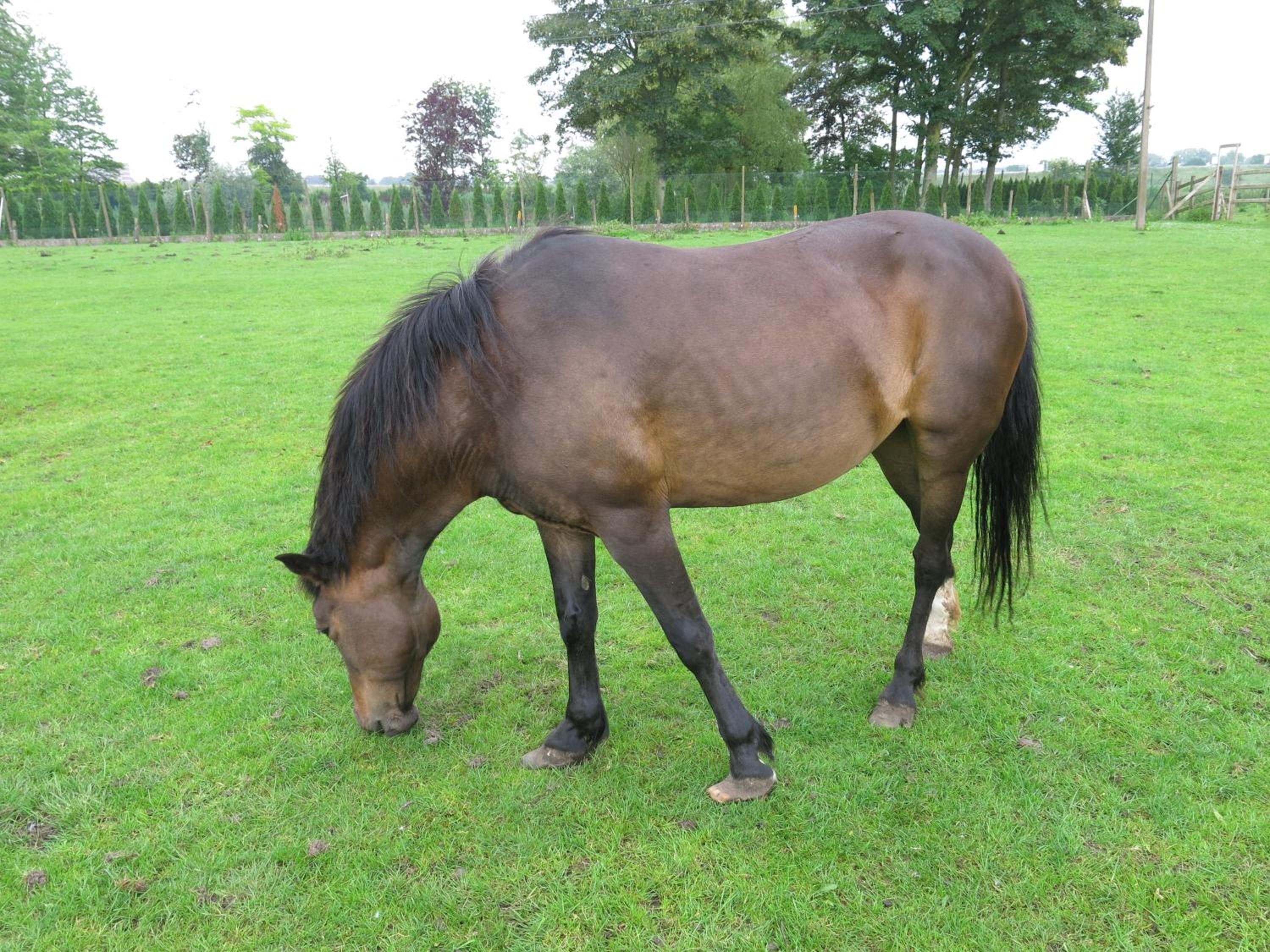 Hoeve Chartreuse