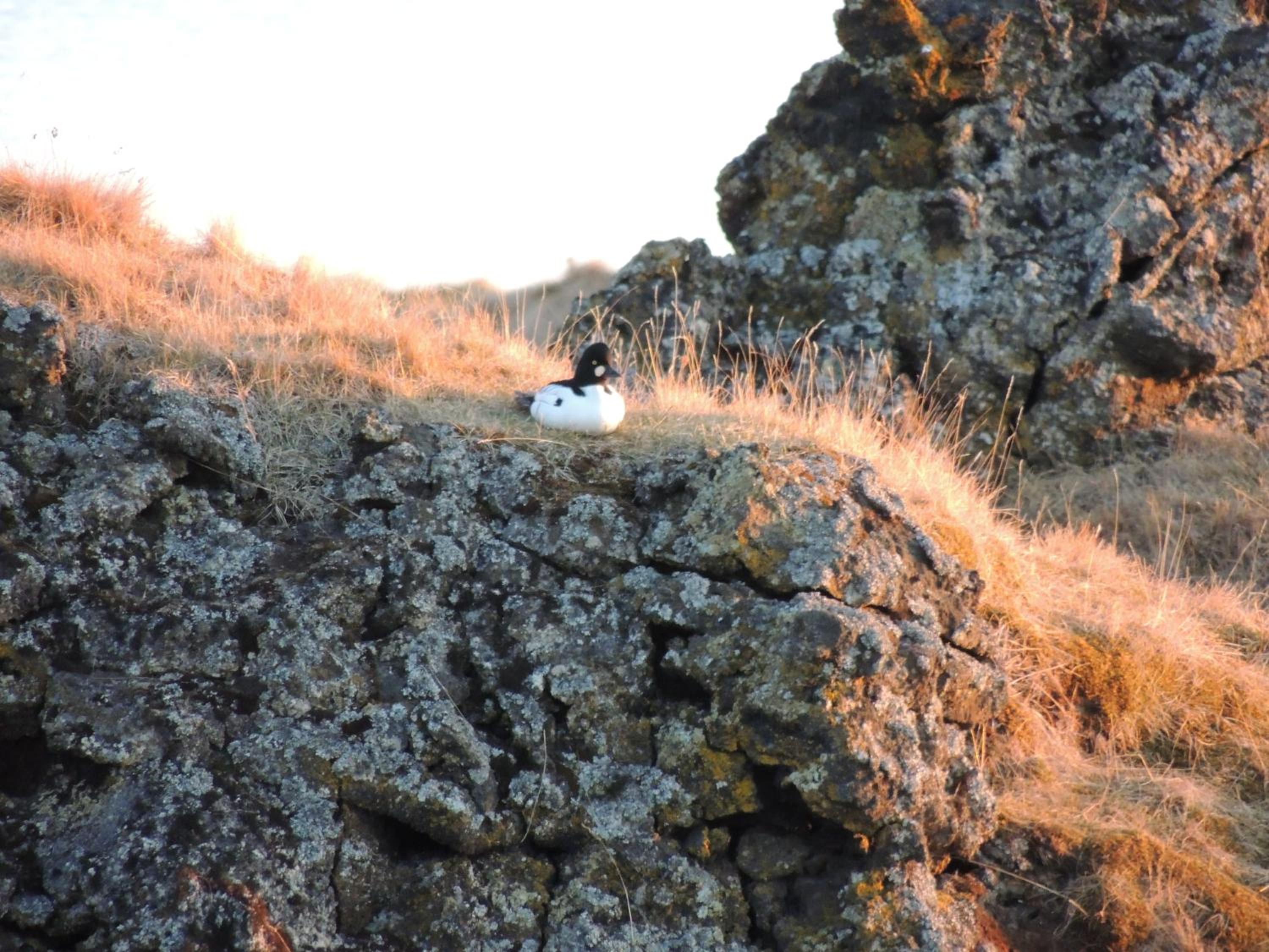 Photo 44