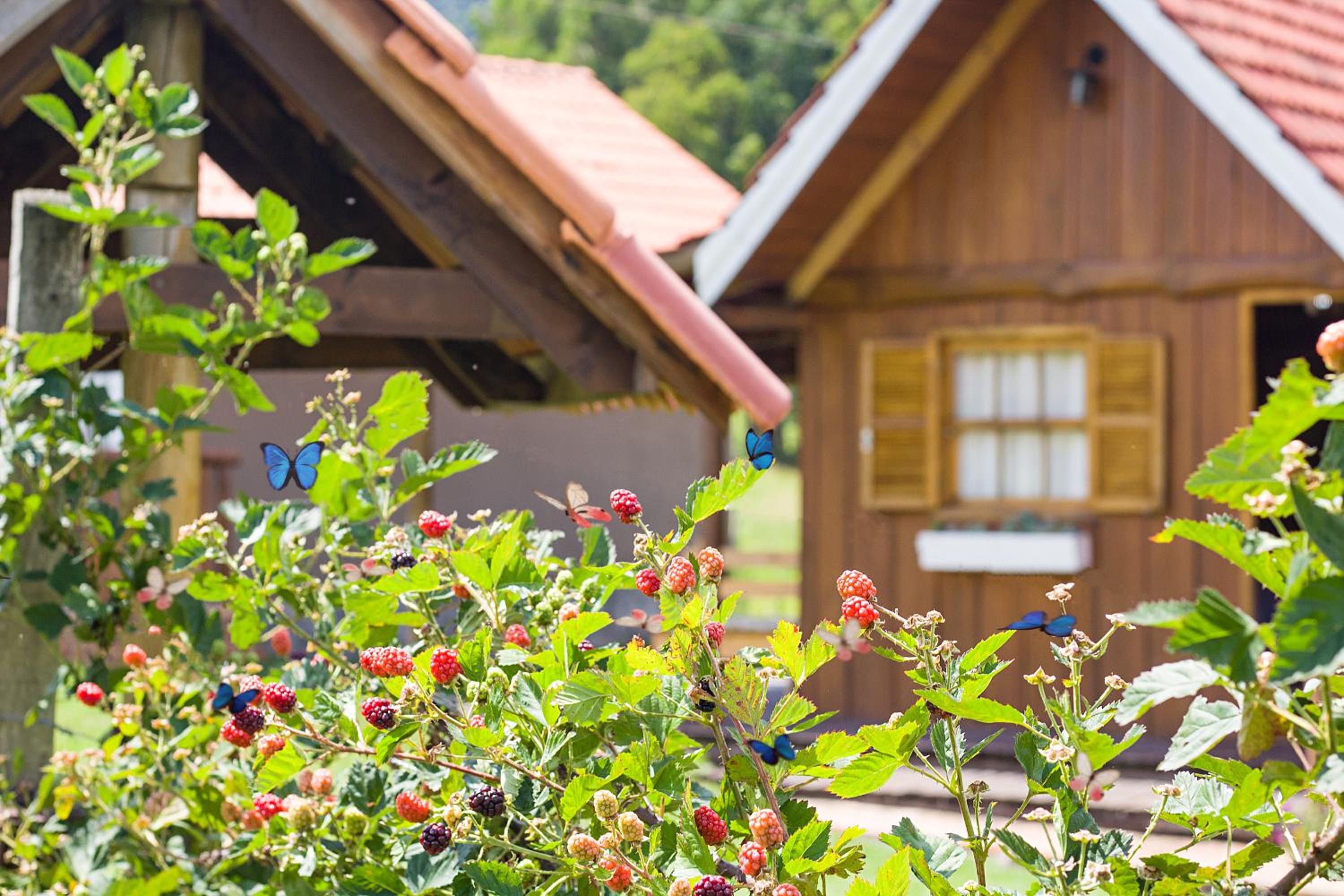 Pousada Rural Pavão - Suites e Chalés