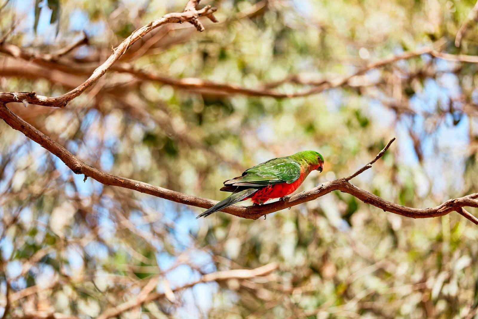 Kennett River Family Caravan Park