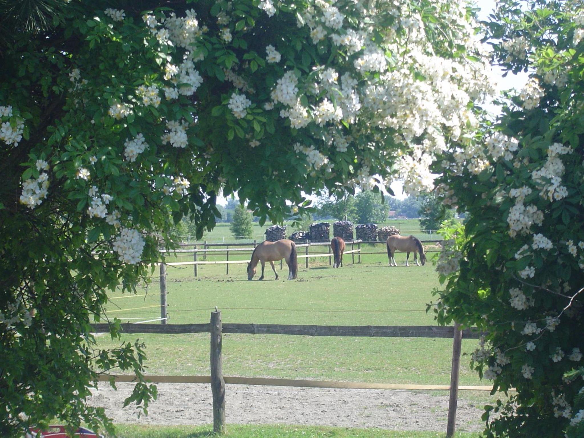 Traberhof - Landurlaub in seiner schönsten Form - freies Reiten inbegriffen - Hunde willkommen - Sauna im Haus - Kanuverleih - tolle Radwege - Deich in Sic view 2
