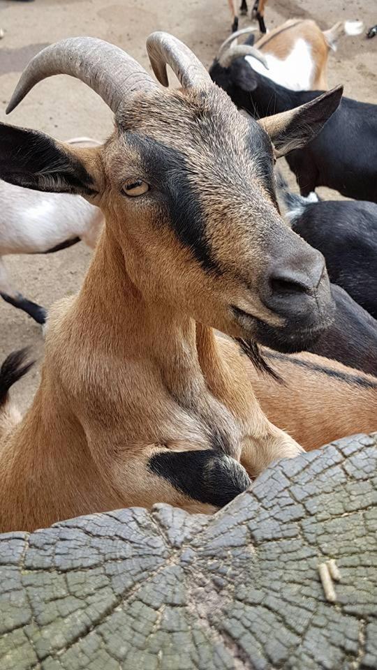 Ferienwohnungen im Haus Strandburg Grömitz