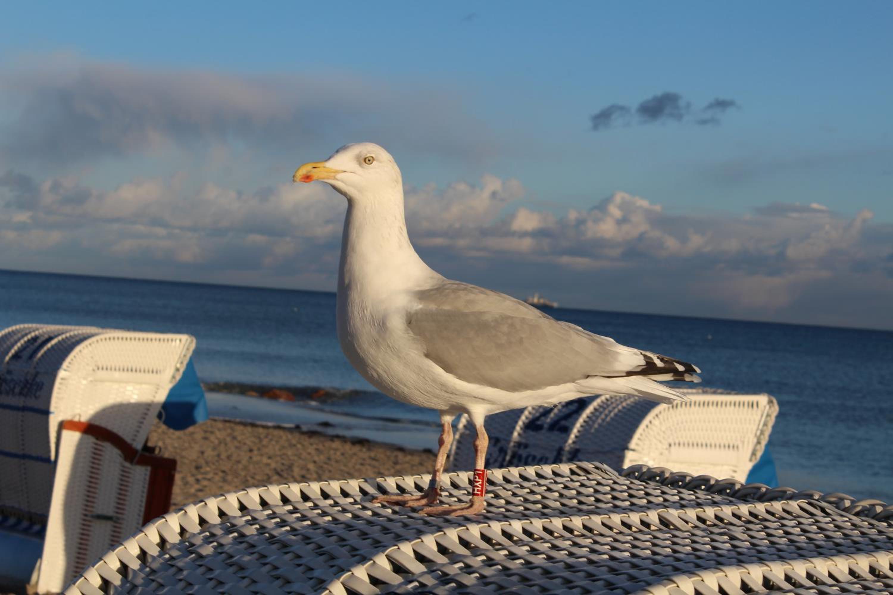 Ferienwohnungen im Haus Strandburg Grömitz