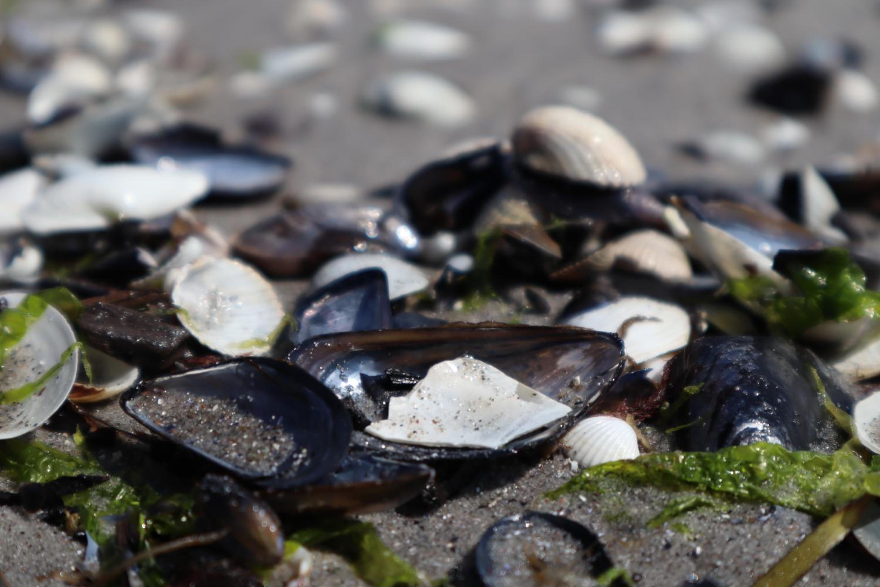 Ferienwohnungen im Haus Strandburg Grömitz