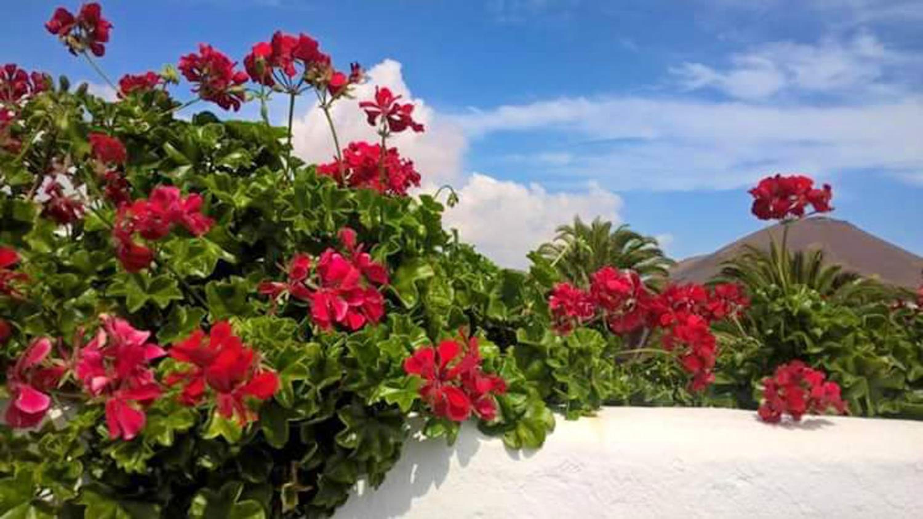 Cozy House in El Golfo + Terrace
