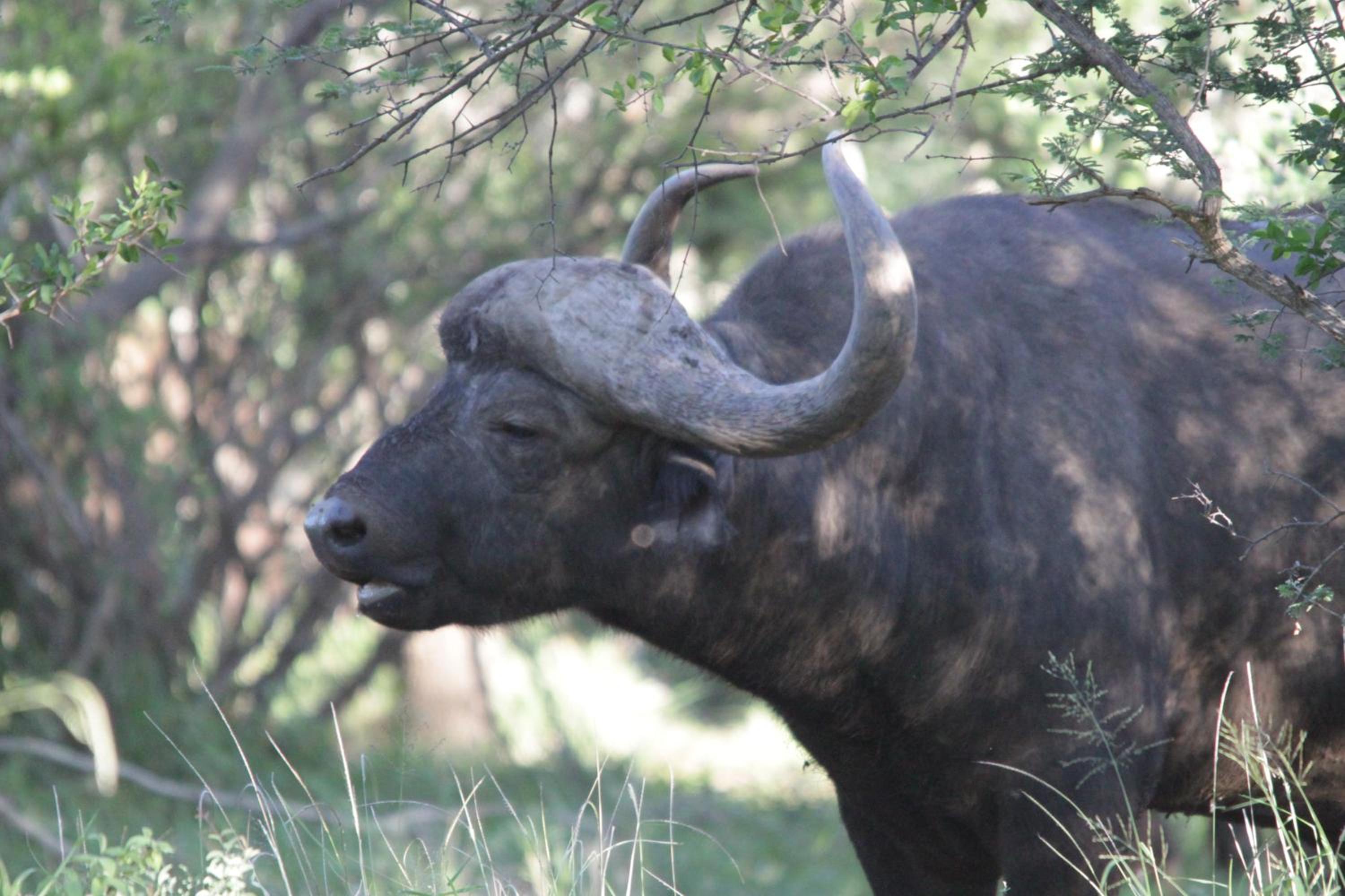 Morokolo Safari Lodge Self-catering