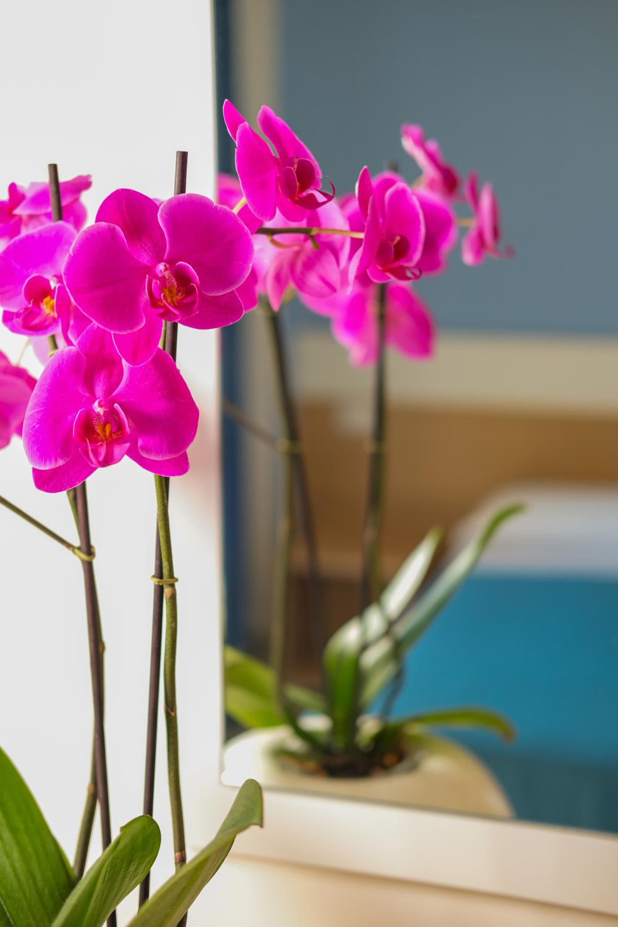 Ticho's Greenblu Hotel photo 4