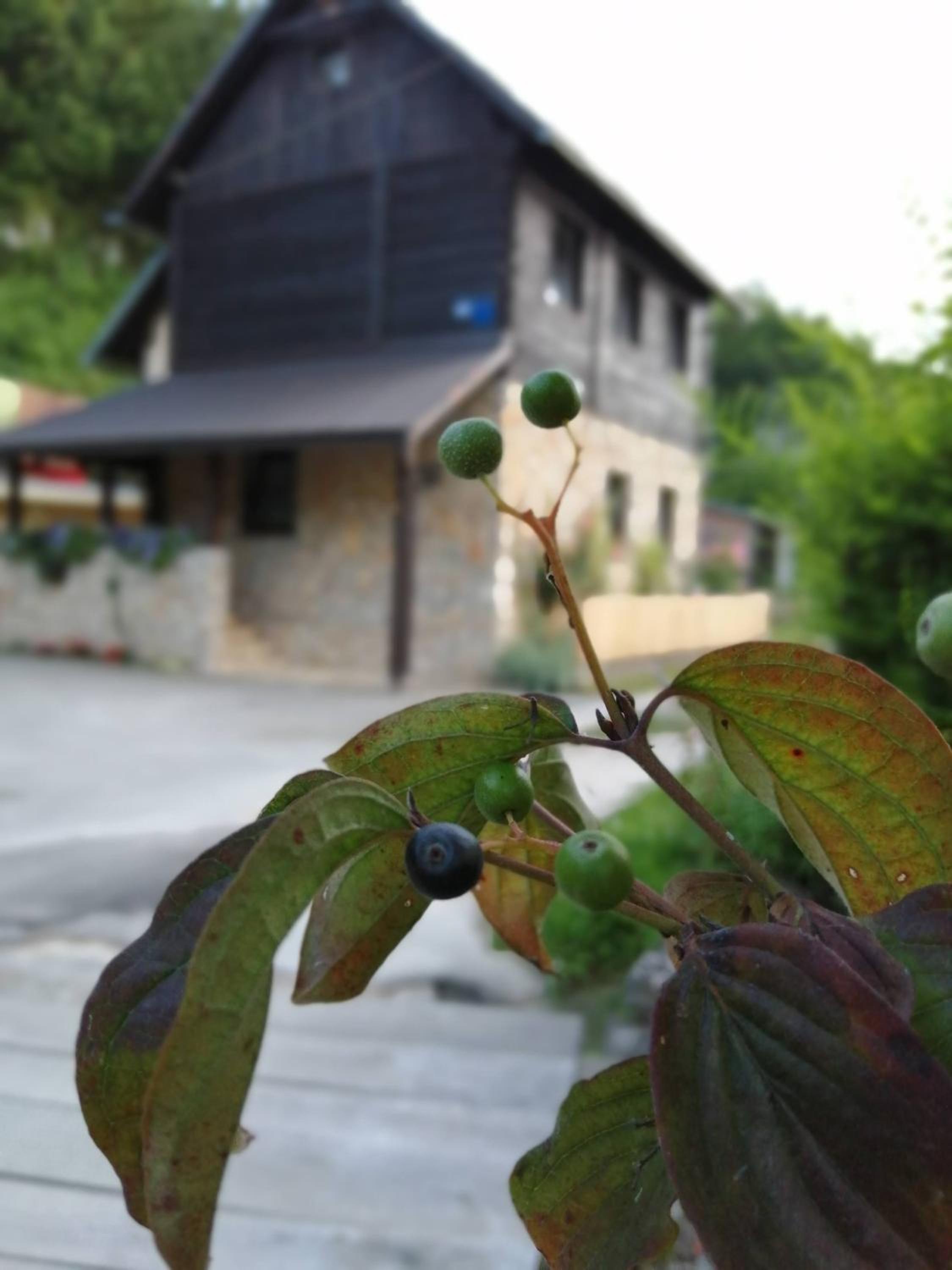 House Marijan view 2