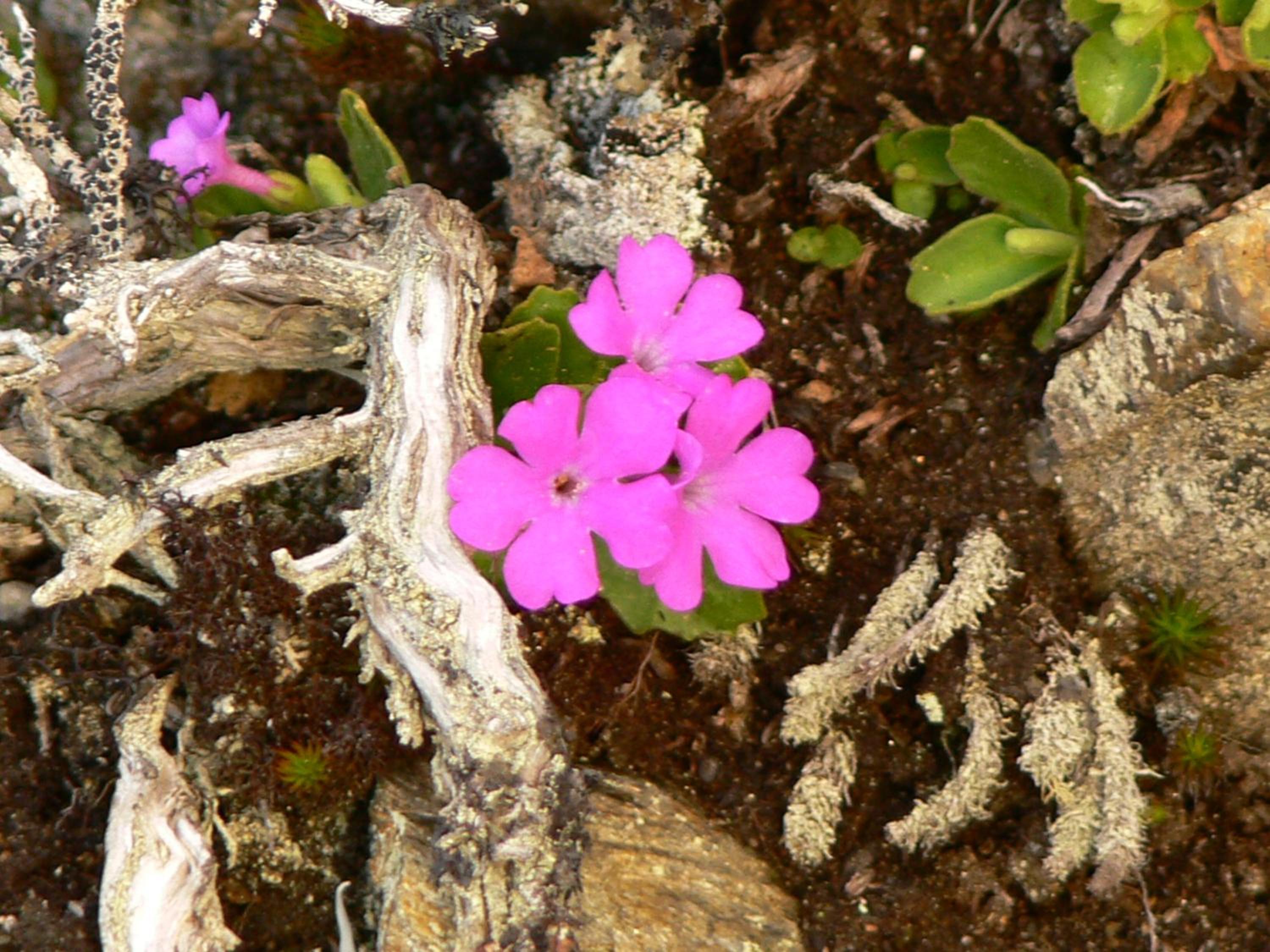 Photo 43